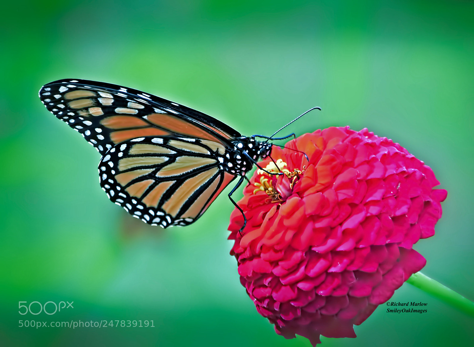 Nikon D5000 sample photo. Butterfly on zinnia photography