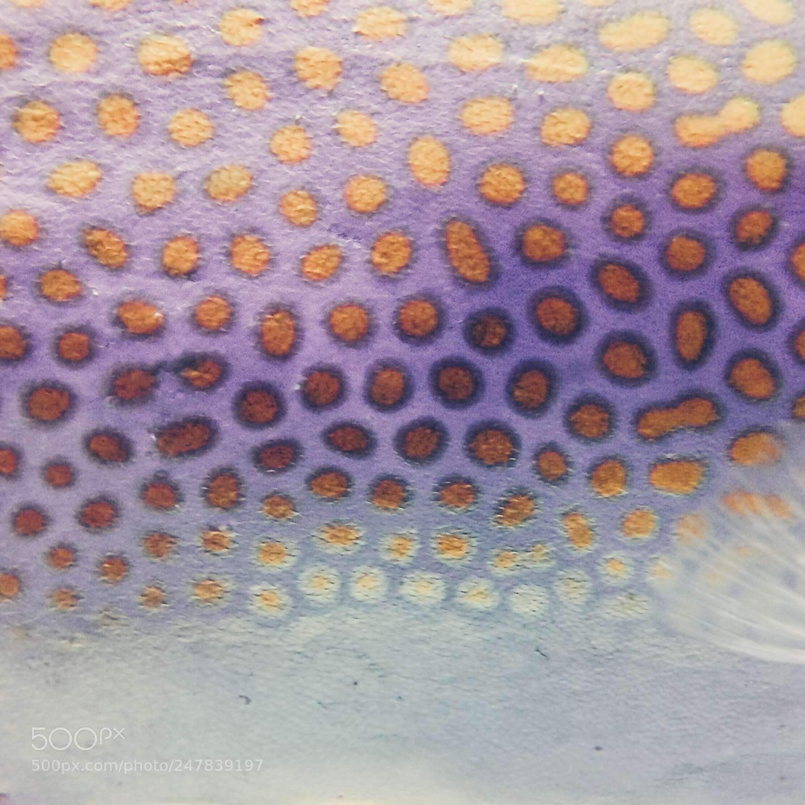 Apple iPhone 5s sample photo. Fish photography