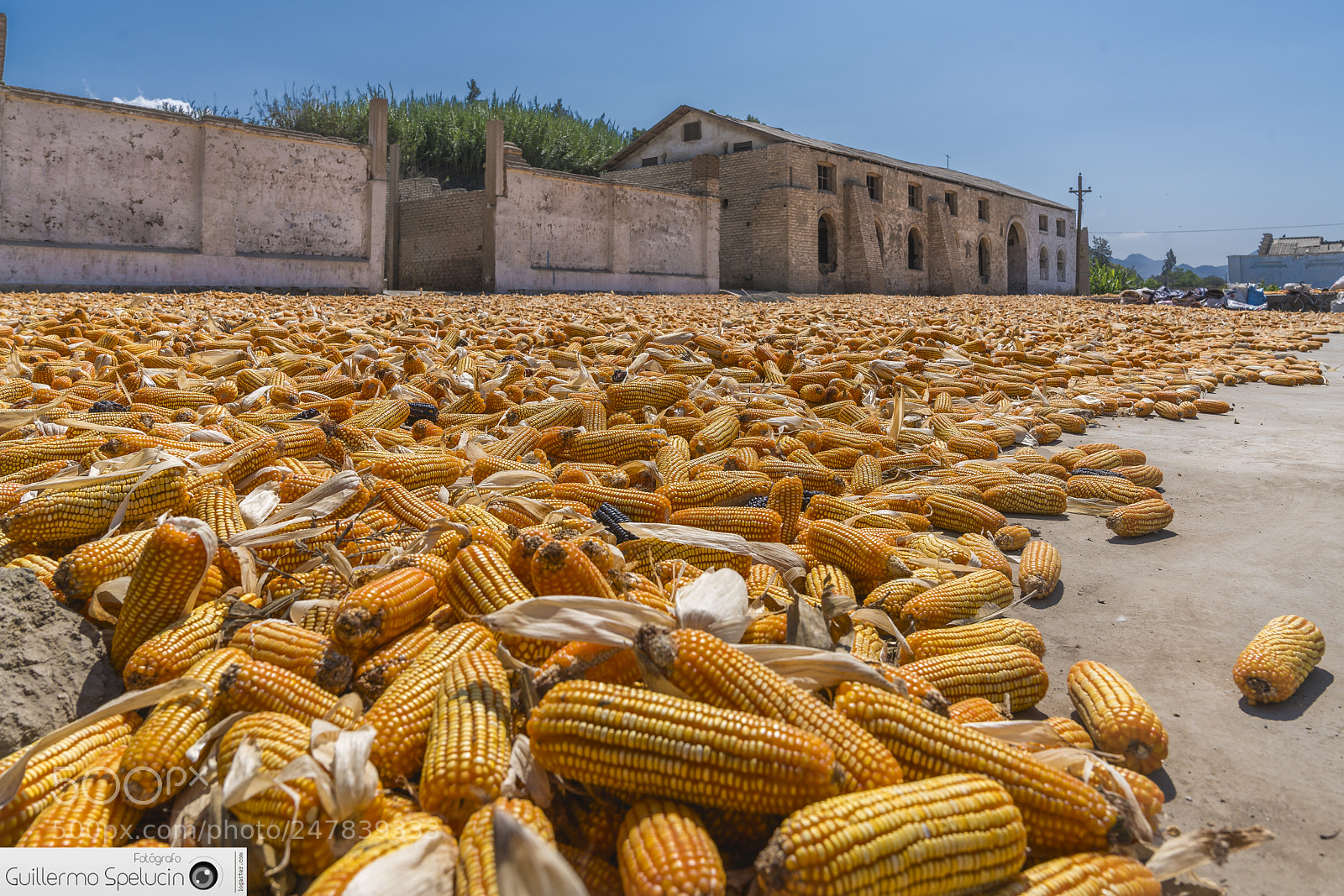 Sony a7R II sample photo. Drying the corn photography