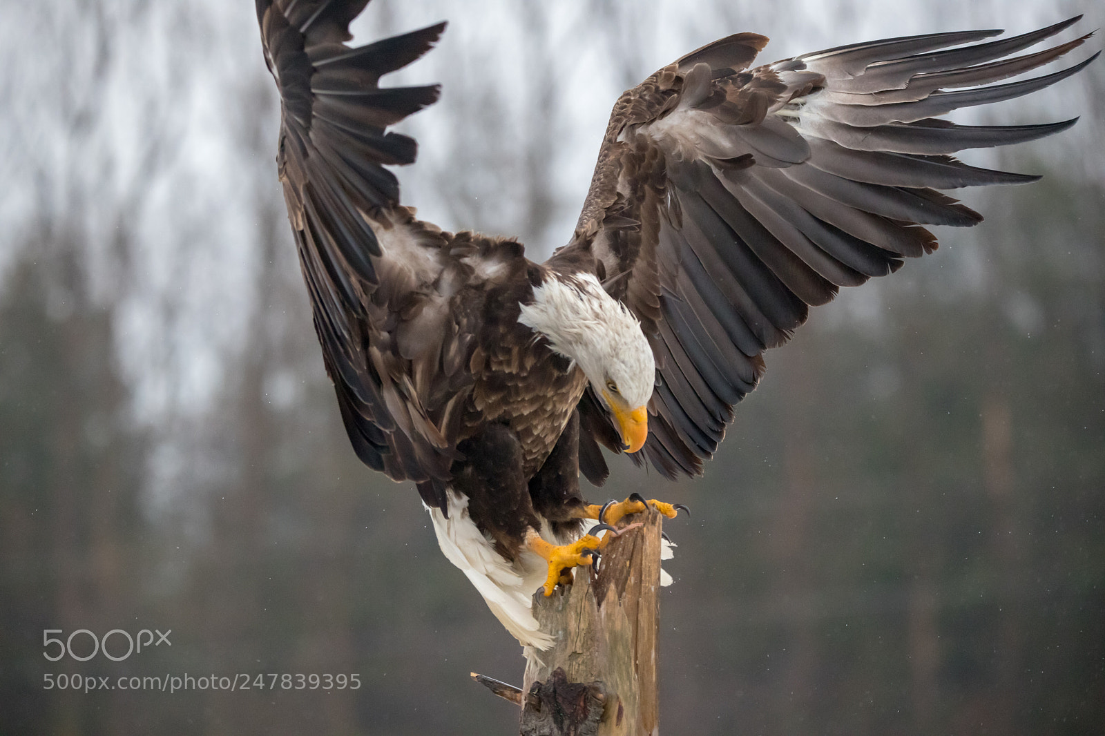 Canon EOS 6D Mark II sample photo. Bald eagle landing photography