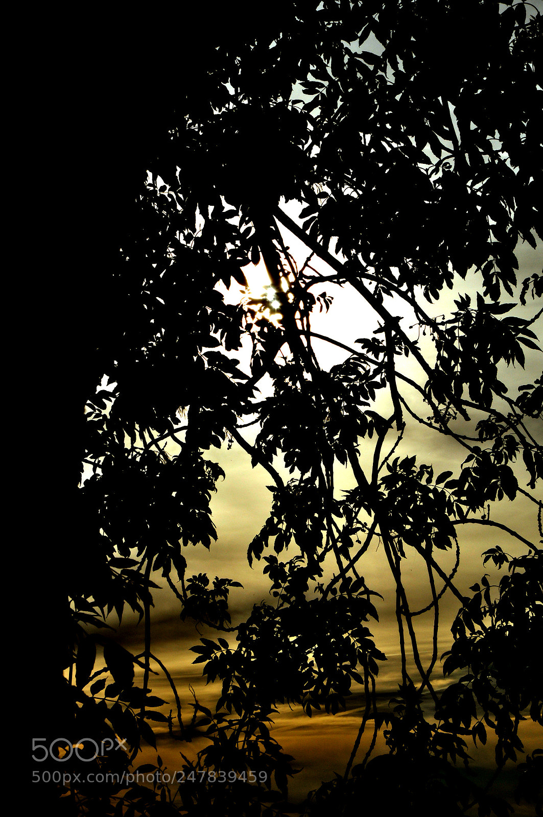 Nikon D90 sample photo. Træ&sky photography