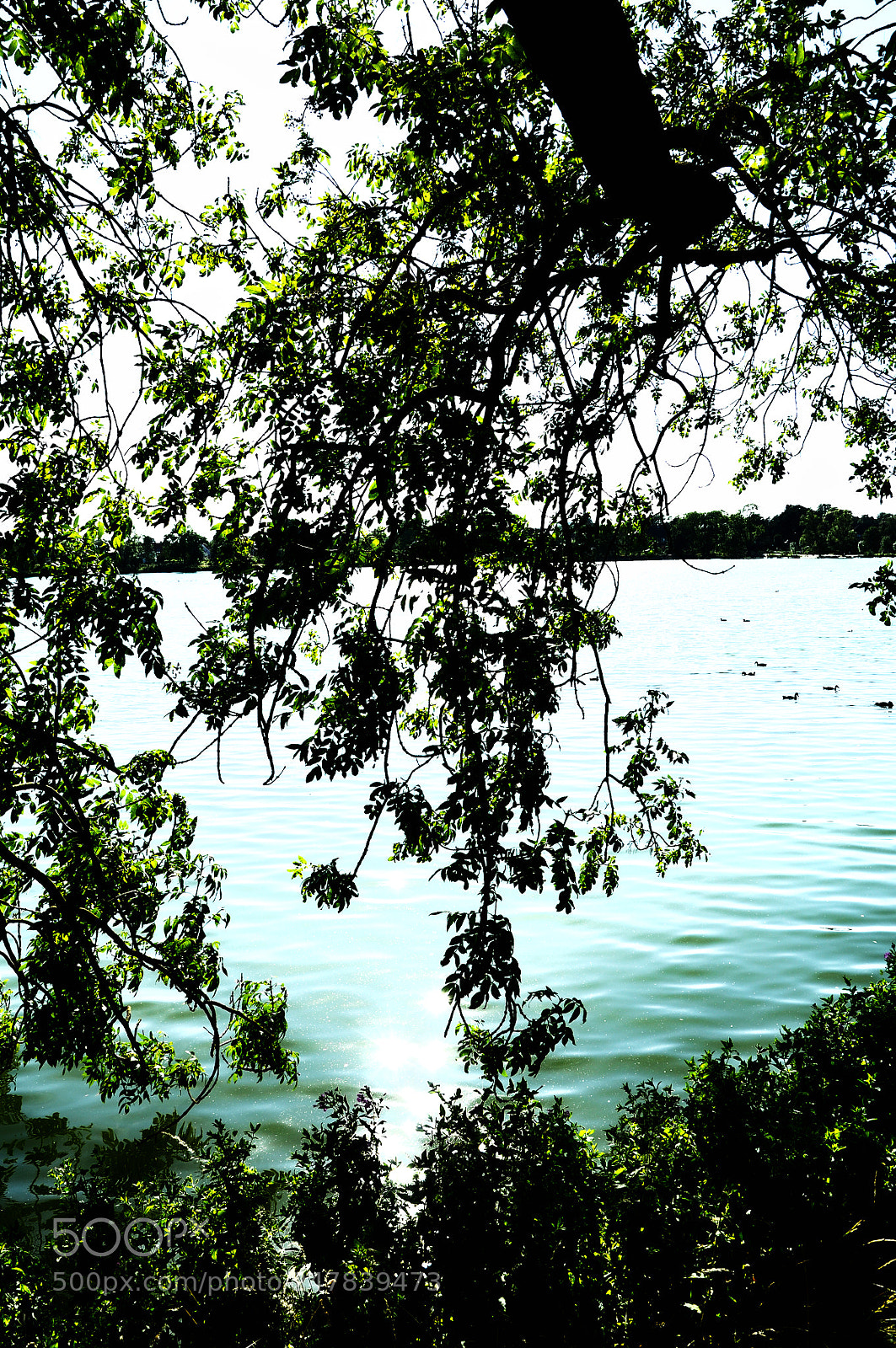 Nikon D90 sample photo. Treeseaandducks photography
