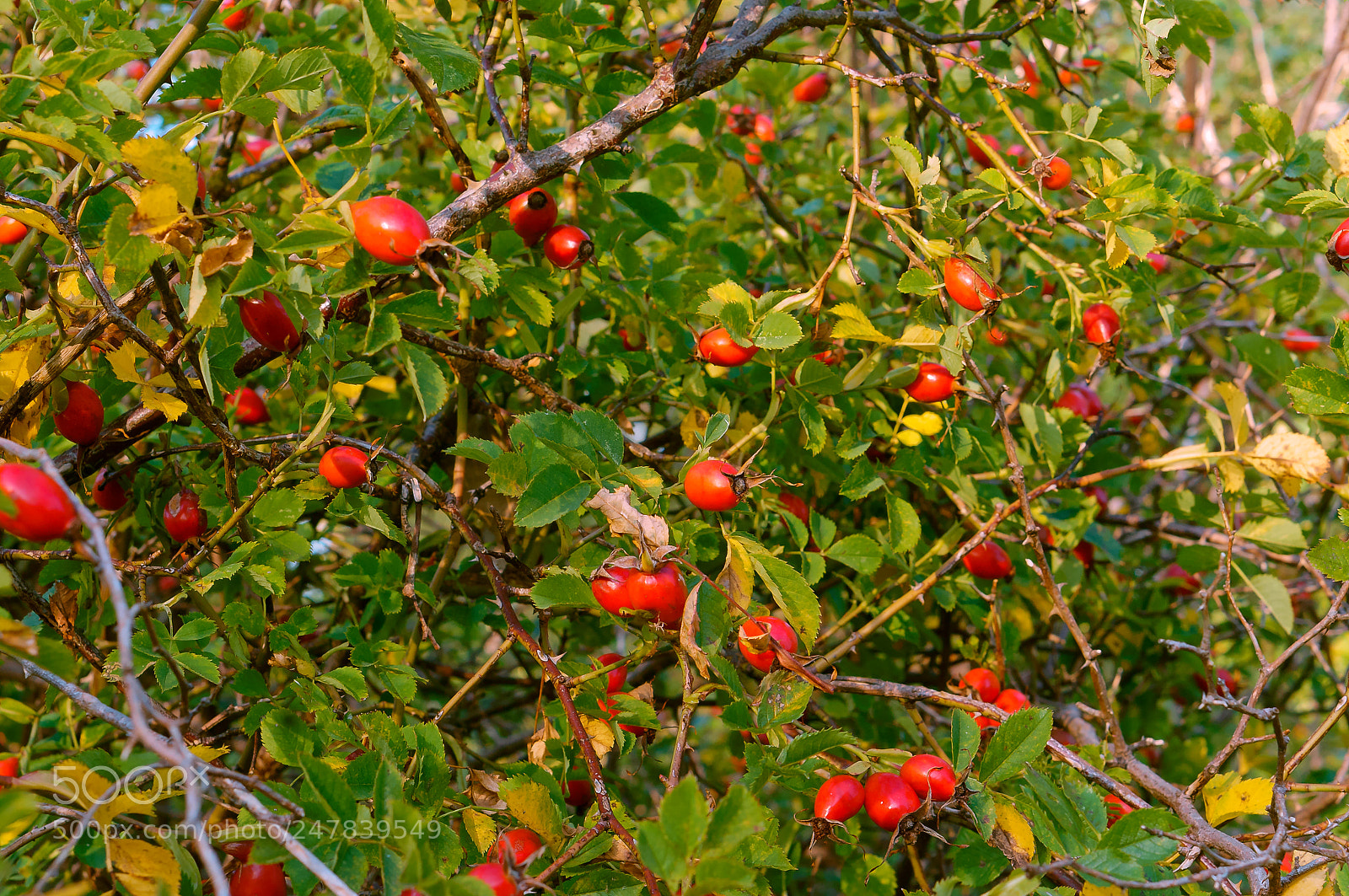 Sony Alpha NEX-3N sample photo. The red berries of photography