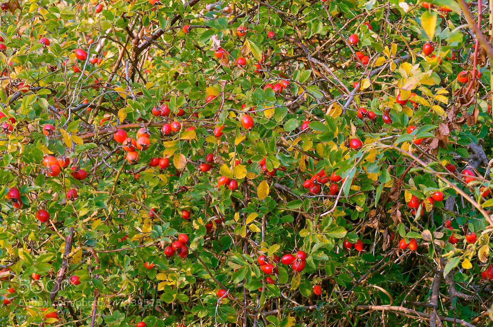 Sony Alpha NEX-3N sample photo. The red berries of photography
