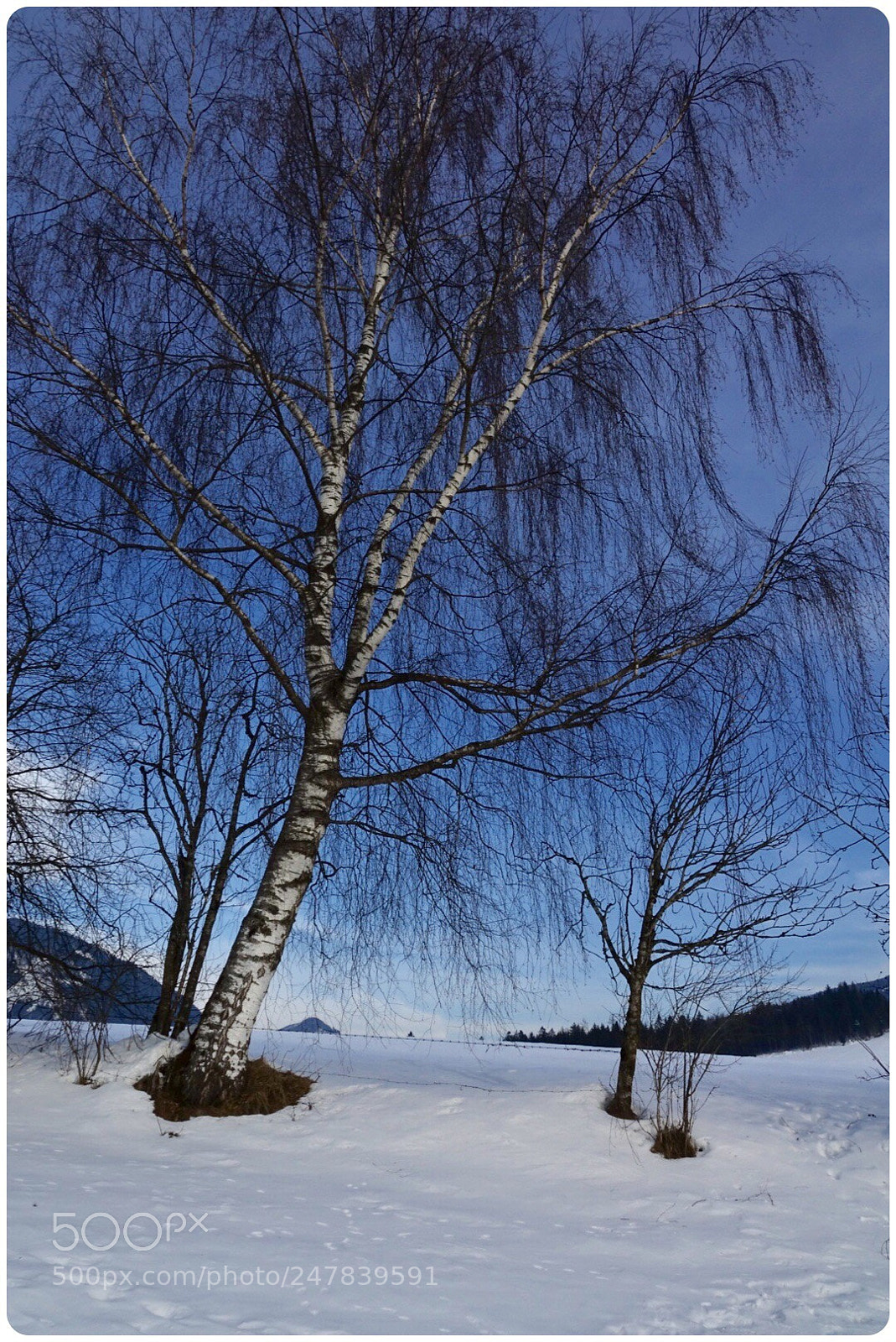 Sony Cyber-shot DSC-RX10 III sample photo. Tree photography