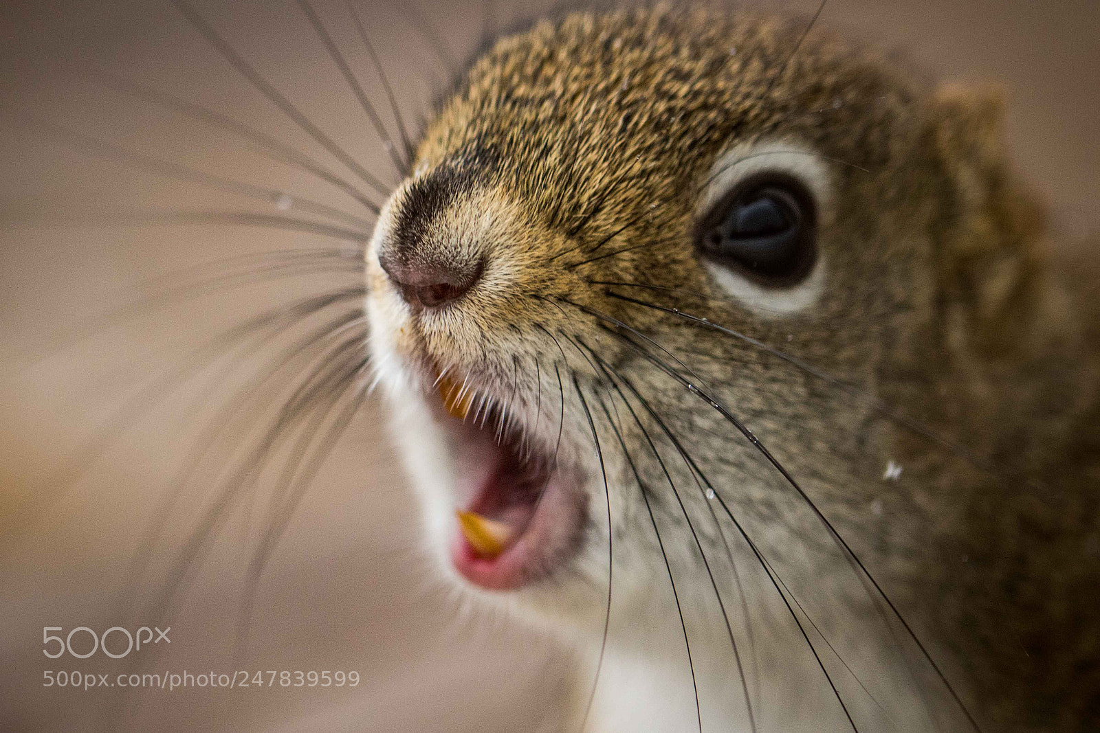 Canon EOS 7D Mark II sample photo. Squirrel squeel photography