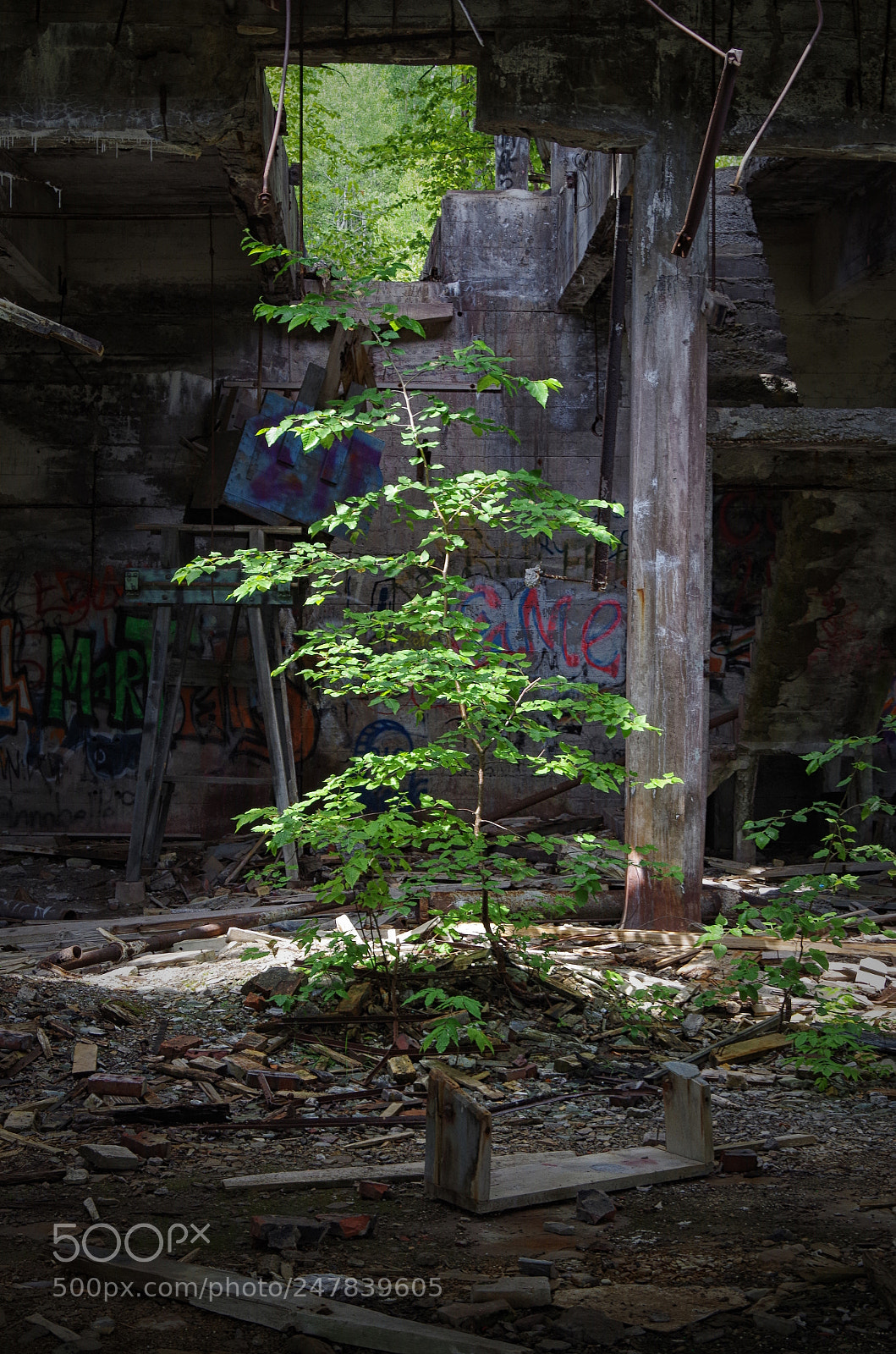 Pentax K-30 sample photo. Nature prevails, 2 photography