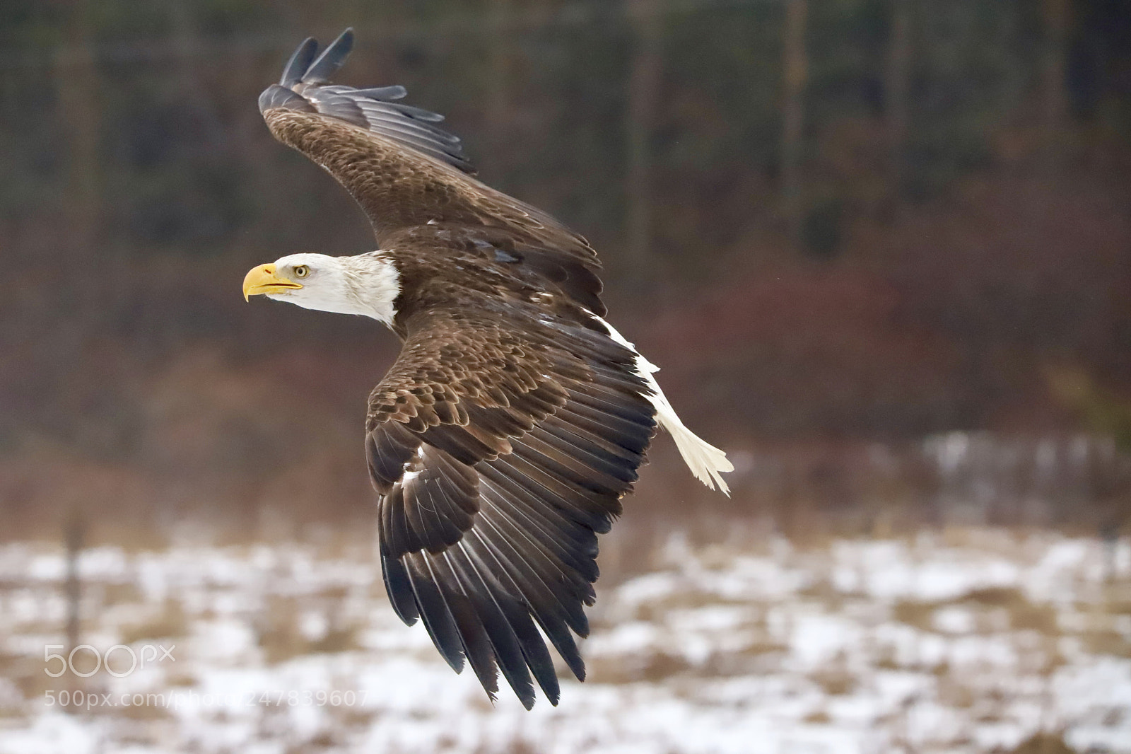 Canon EOS 6D Mark II sample photo. Bald eagle in flight. photography