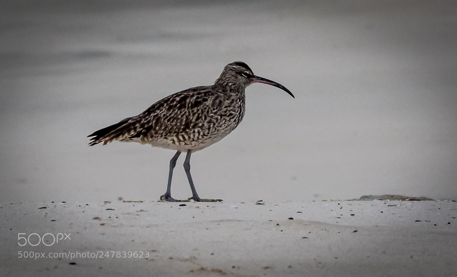 Canon EOS 7D Mark II sample photo. Whimbrel photography