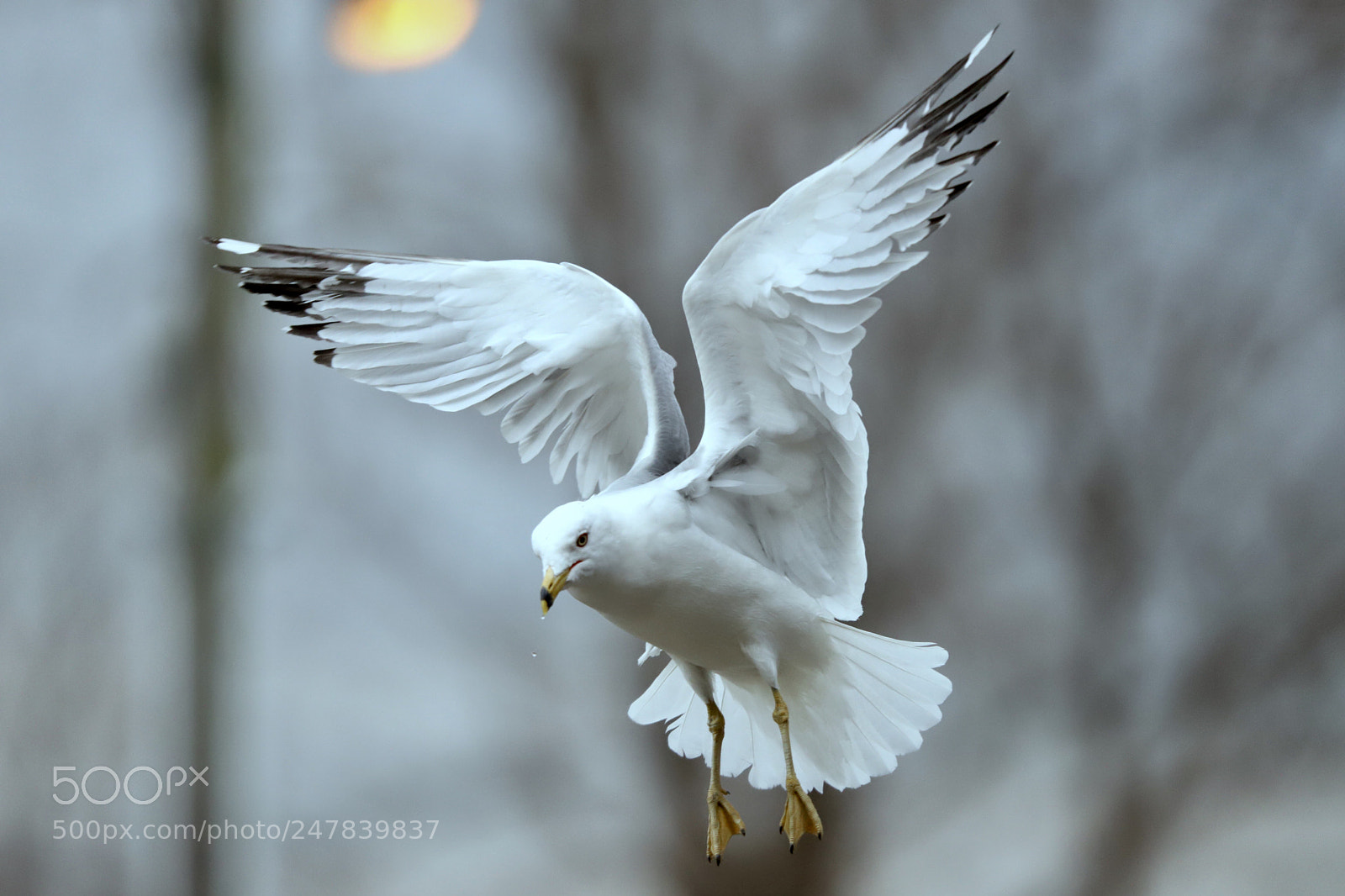 Canon EOS 6D Mark II sample photo. Seagull landing vertically into photography