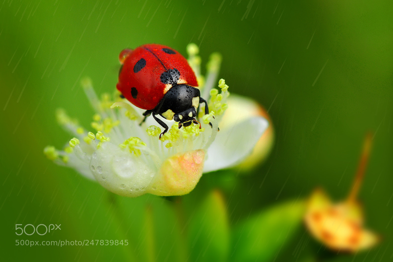 Nikon D90 sample photo. Red point photography