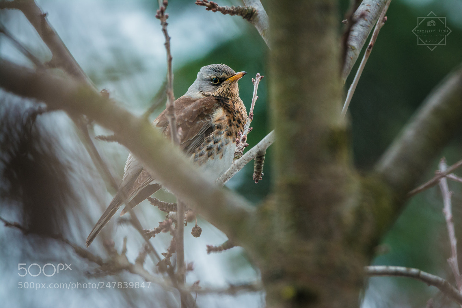 Nikon D7100 sample photo. Fieldfare. photography