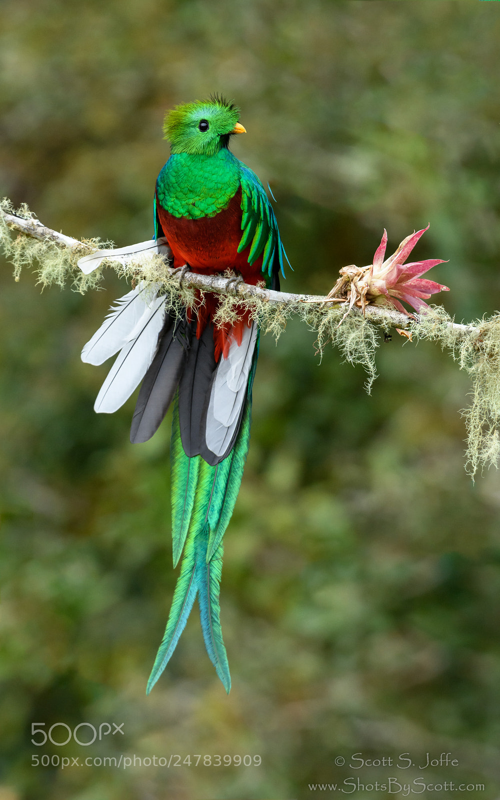 Nikon D850 sample photo. Resplendent quetzal - male photography