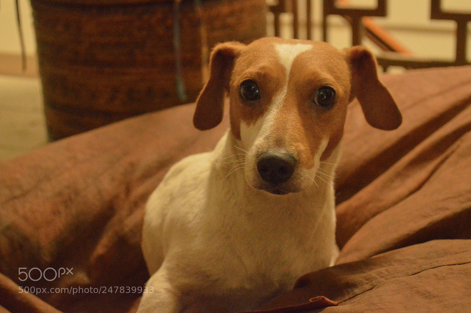 Nikon D3200 sample photo. Jack russel terrier photography
