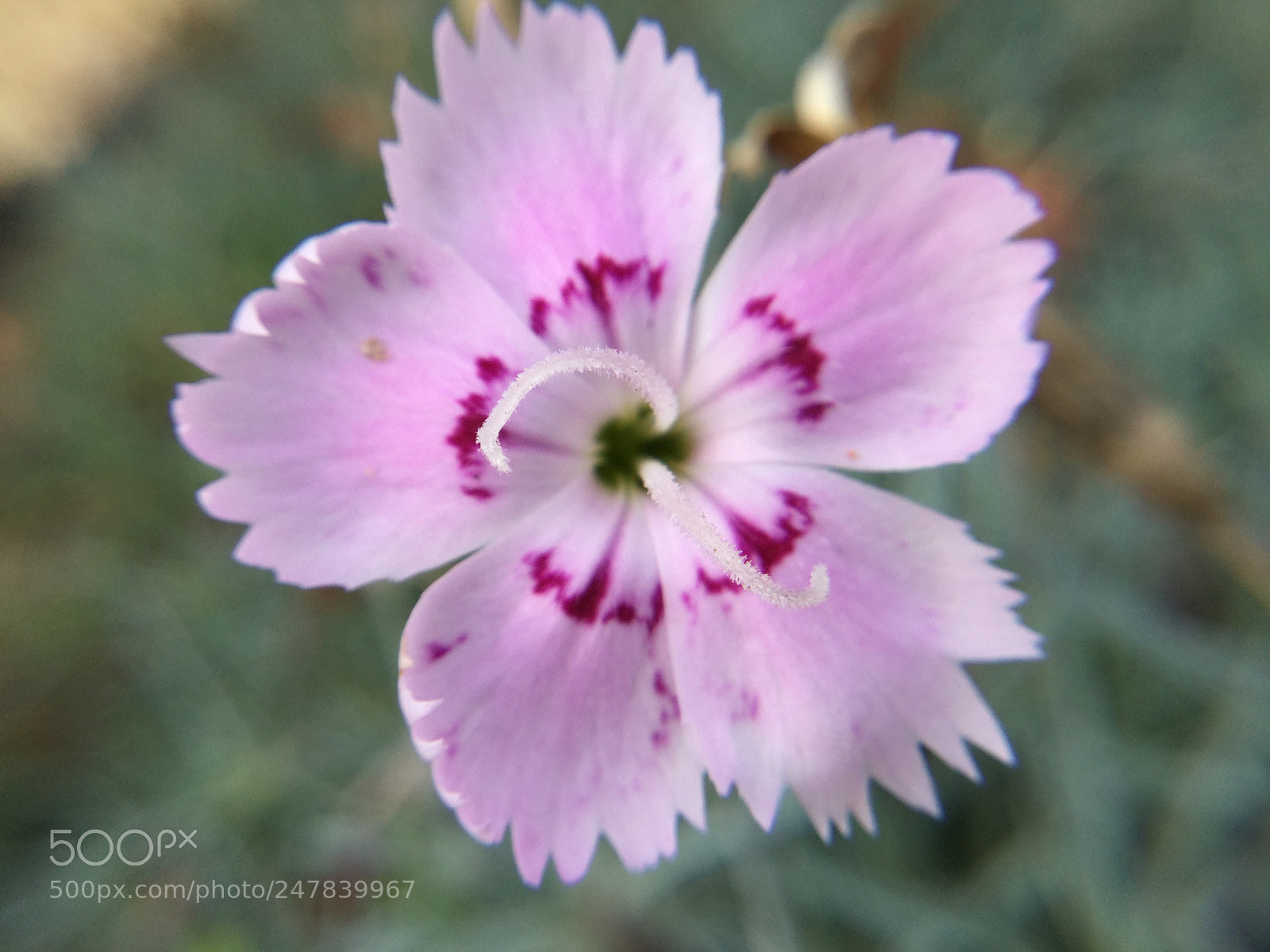 Apple iPad Air 2 sample photo. Spring is almost upon photography