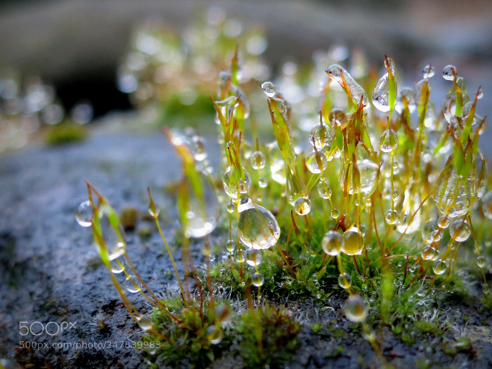 Canon PowerShot S100 sample photo. Ice moss photography