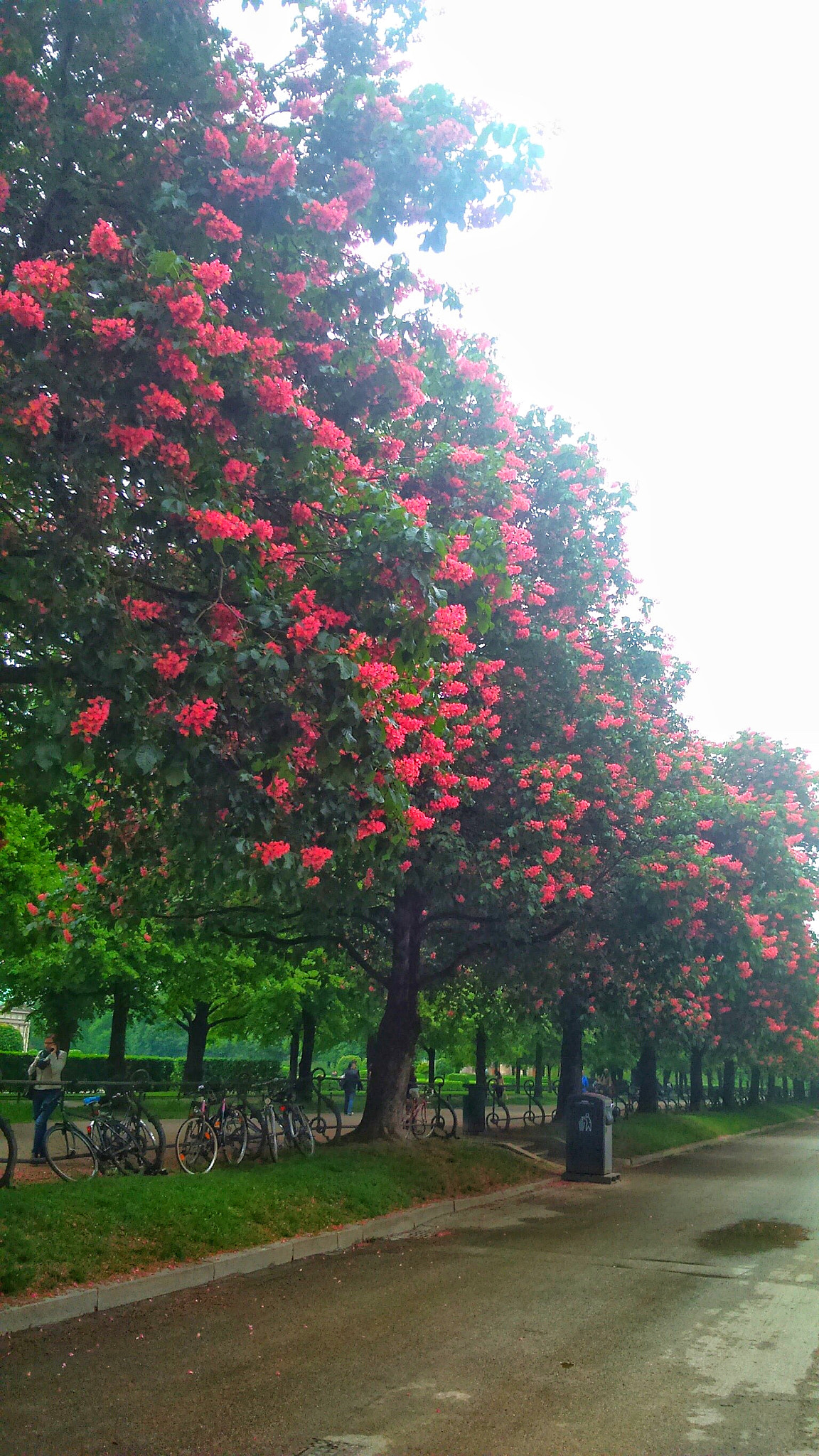 Sony Xperia M2 sample photo. Park photography