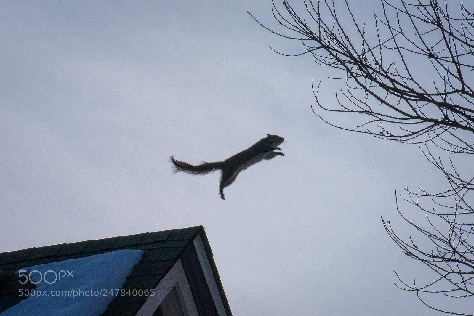 Nikon D3400 sample photo. Flying squirrel photography