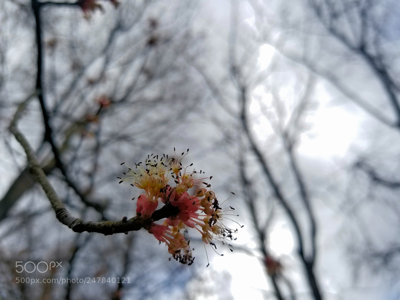 Samsung Galaxy S8+ sample photo. Swamp maple photography