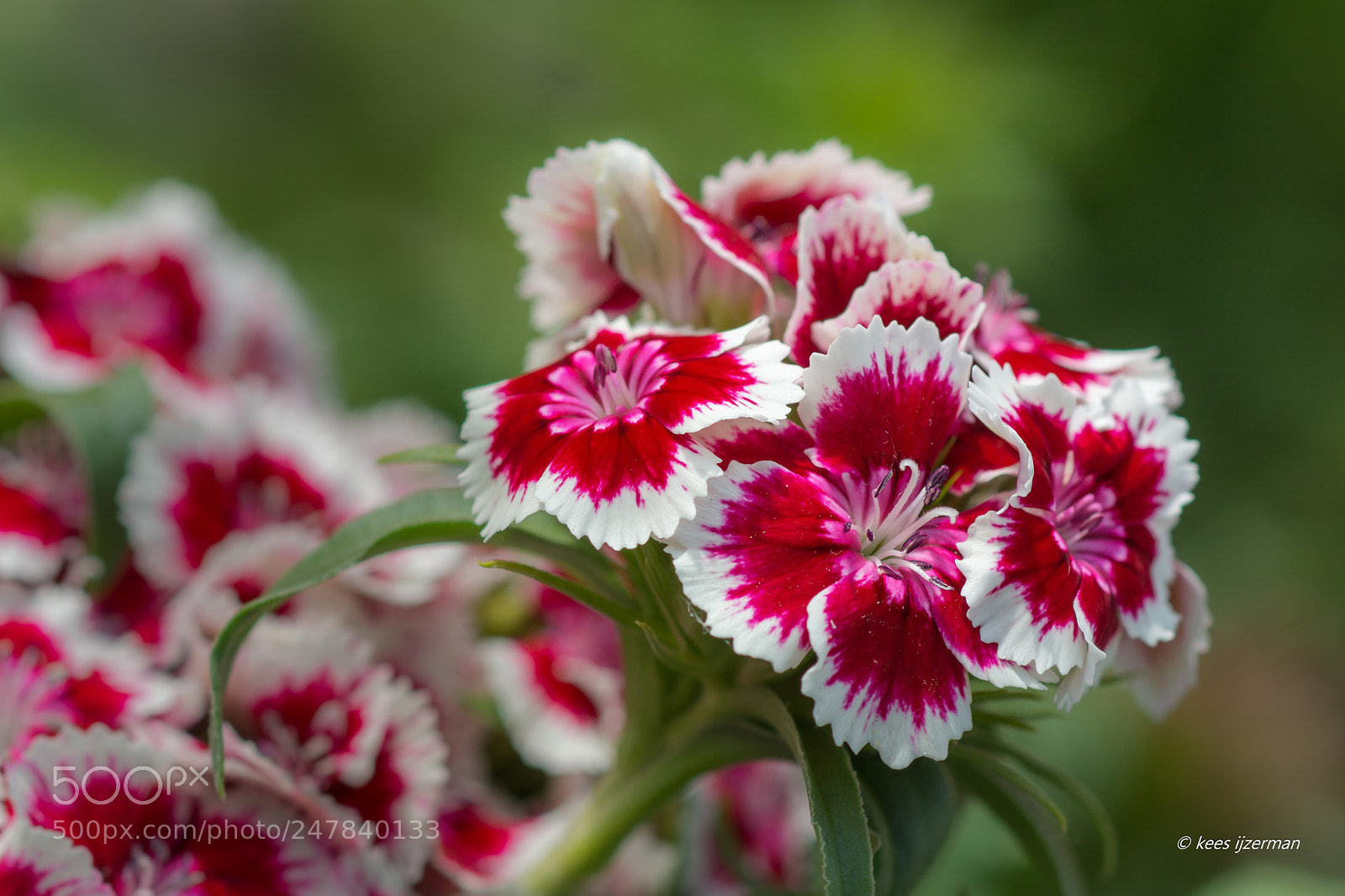 Sony SLT-A77 sample photo. Dianthus chinensis. photography