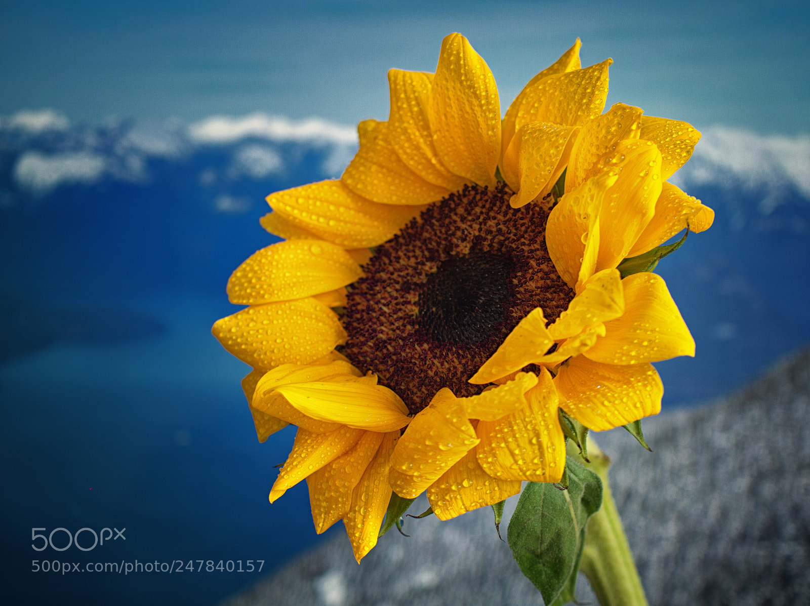 Olympus OM-D E-M10 III sample photo. Happy sunflower photography