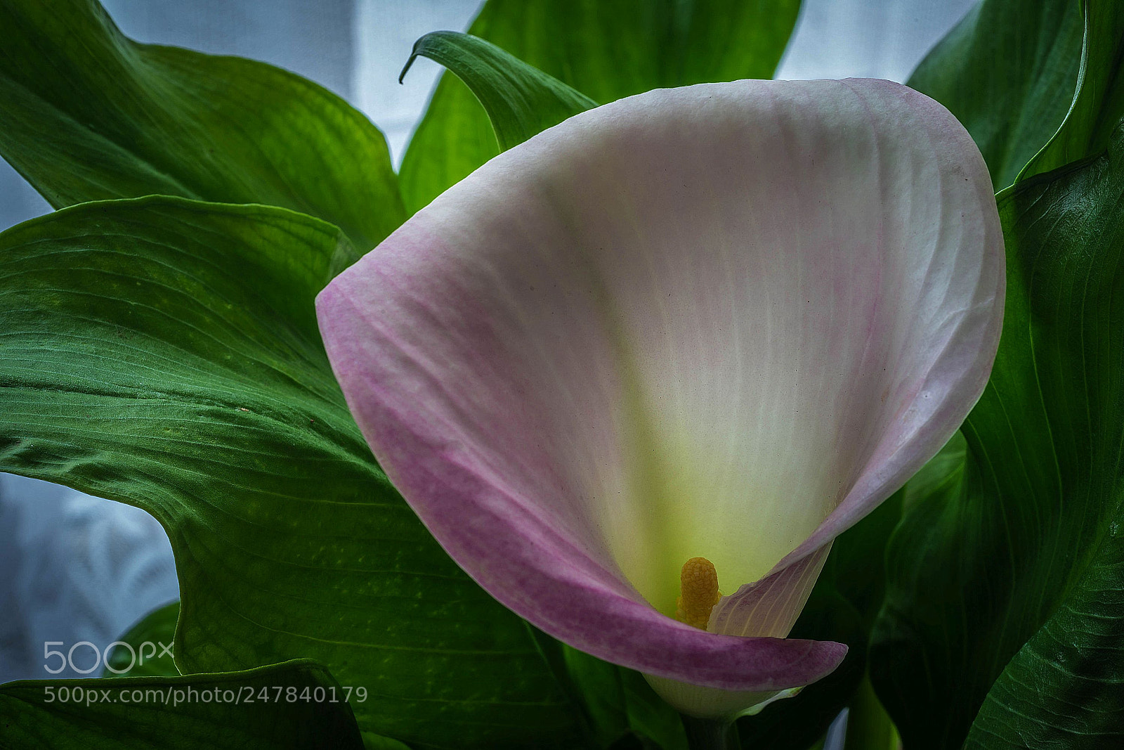 Sony a7R II sample photo. Calla photography