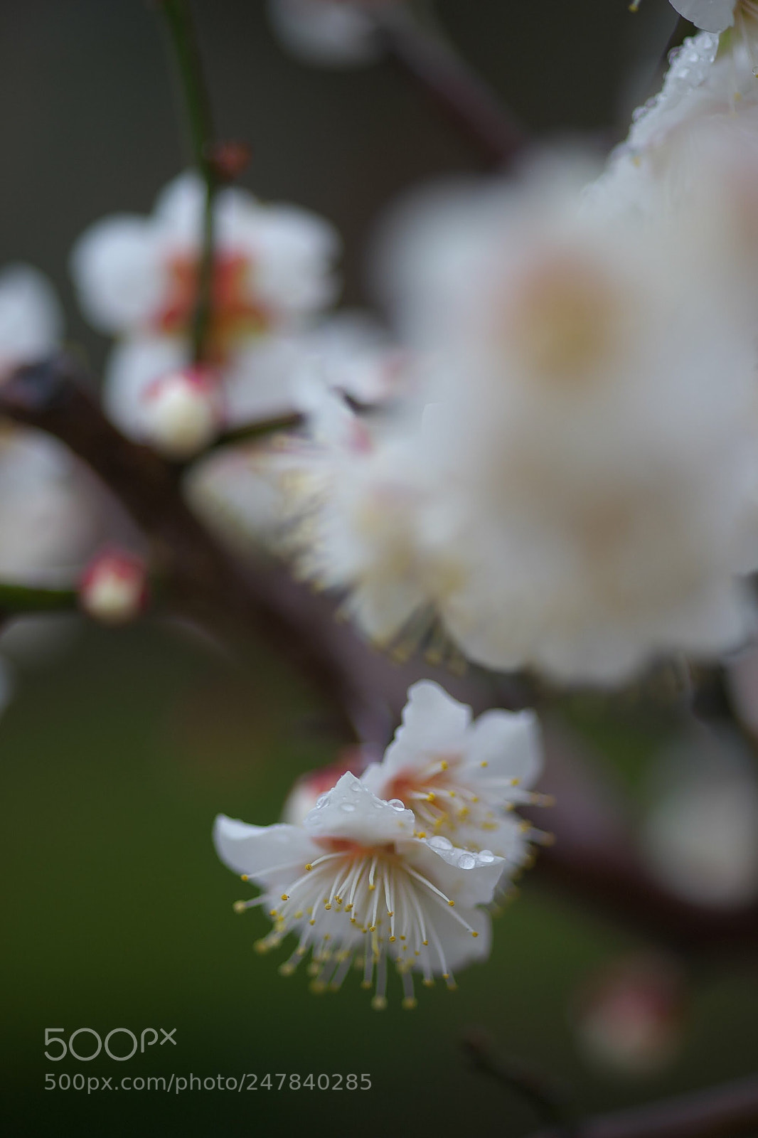Sony SLT-A99V sample photo. Untitled photography
