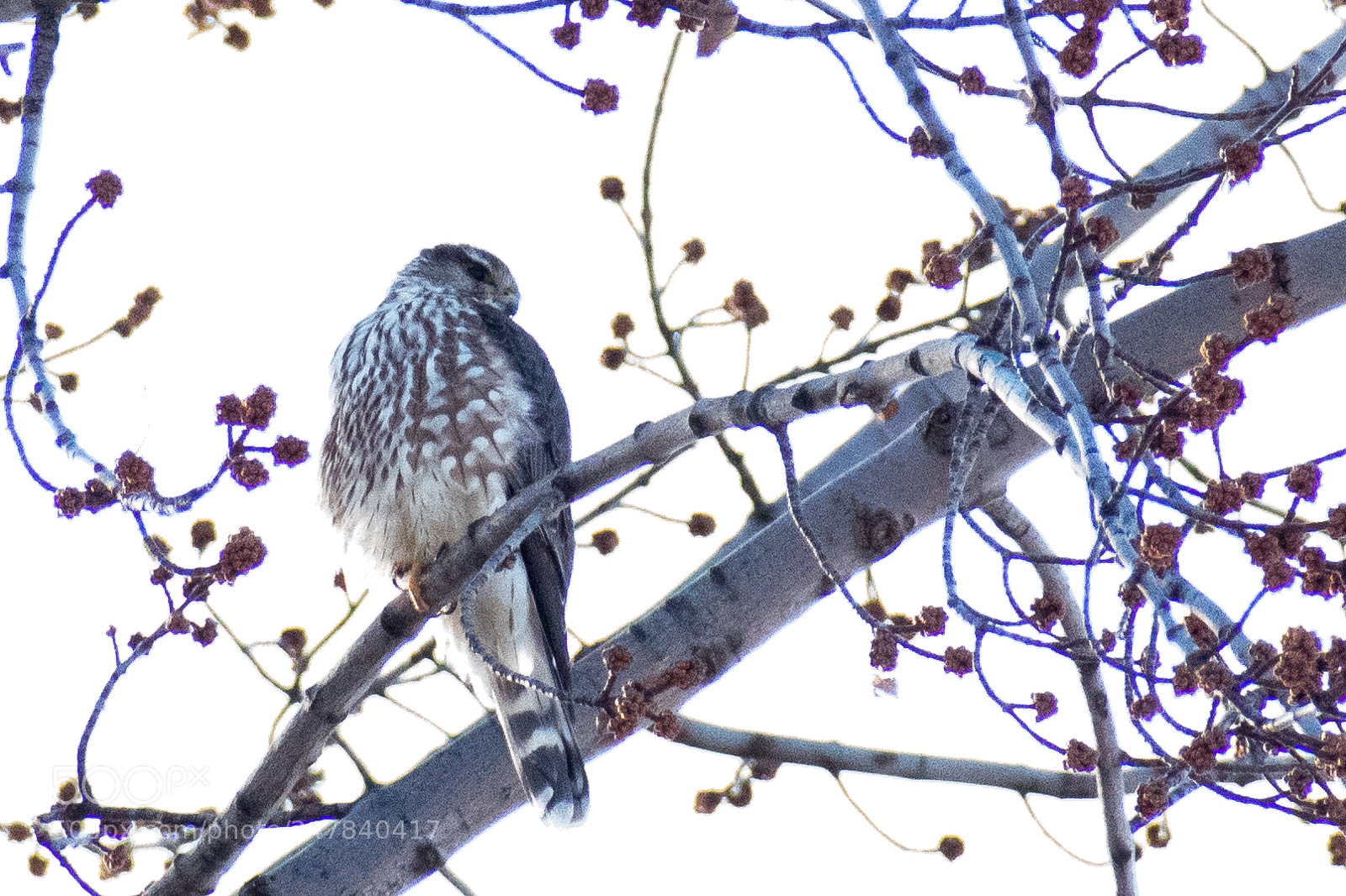 Nikon D3400 sample photo. Red-shouldered hawk photography