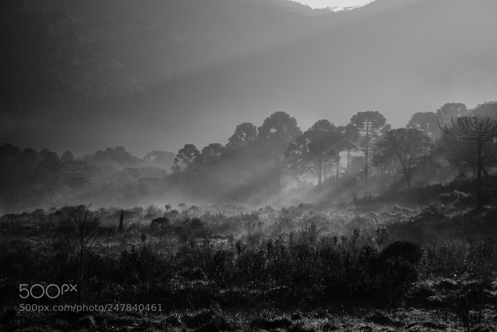 Nikon D3000 sample photo. Morning fog photography