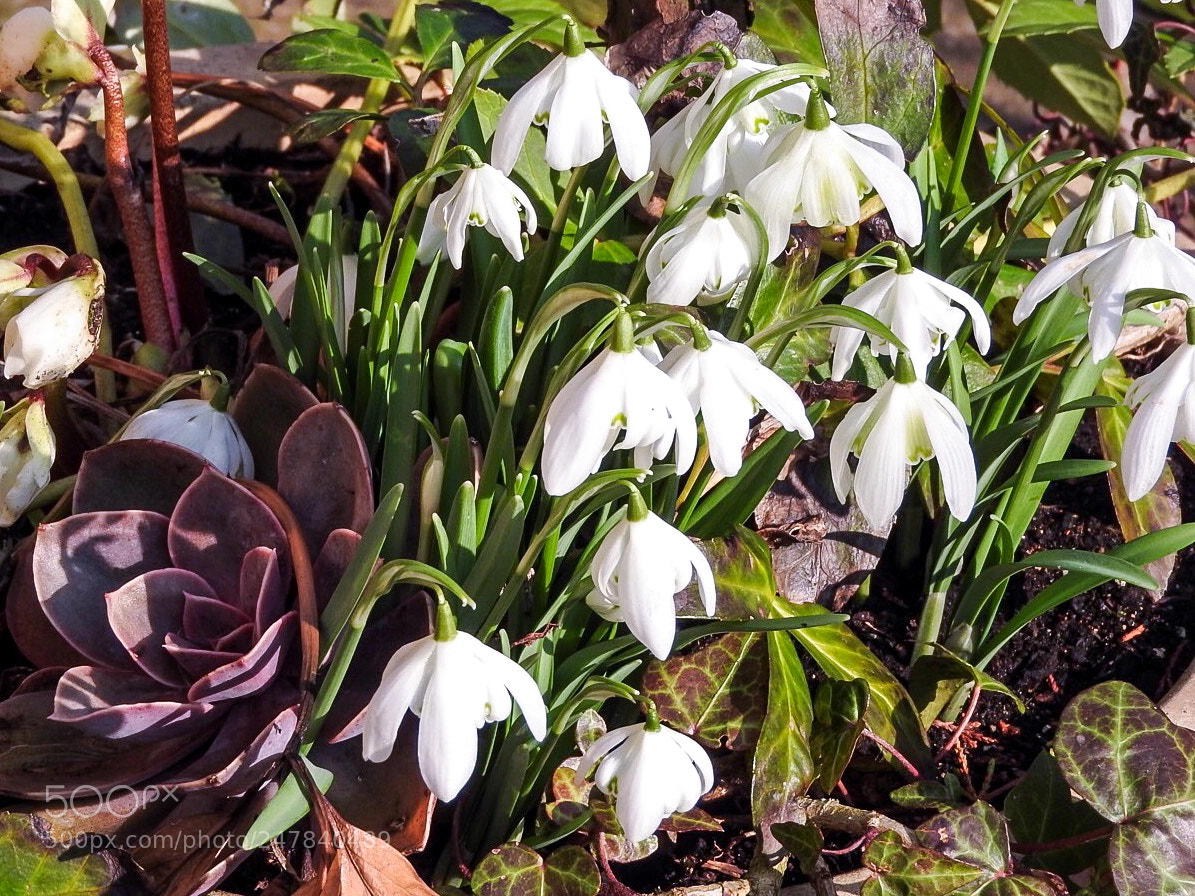 Nikon Coolpix P610 sample photo. Winter planter photography