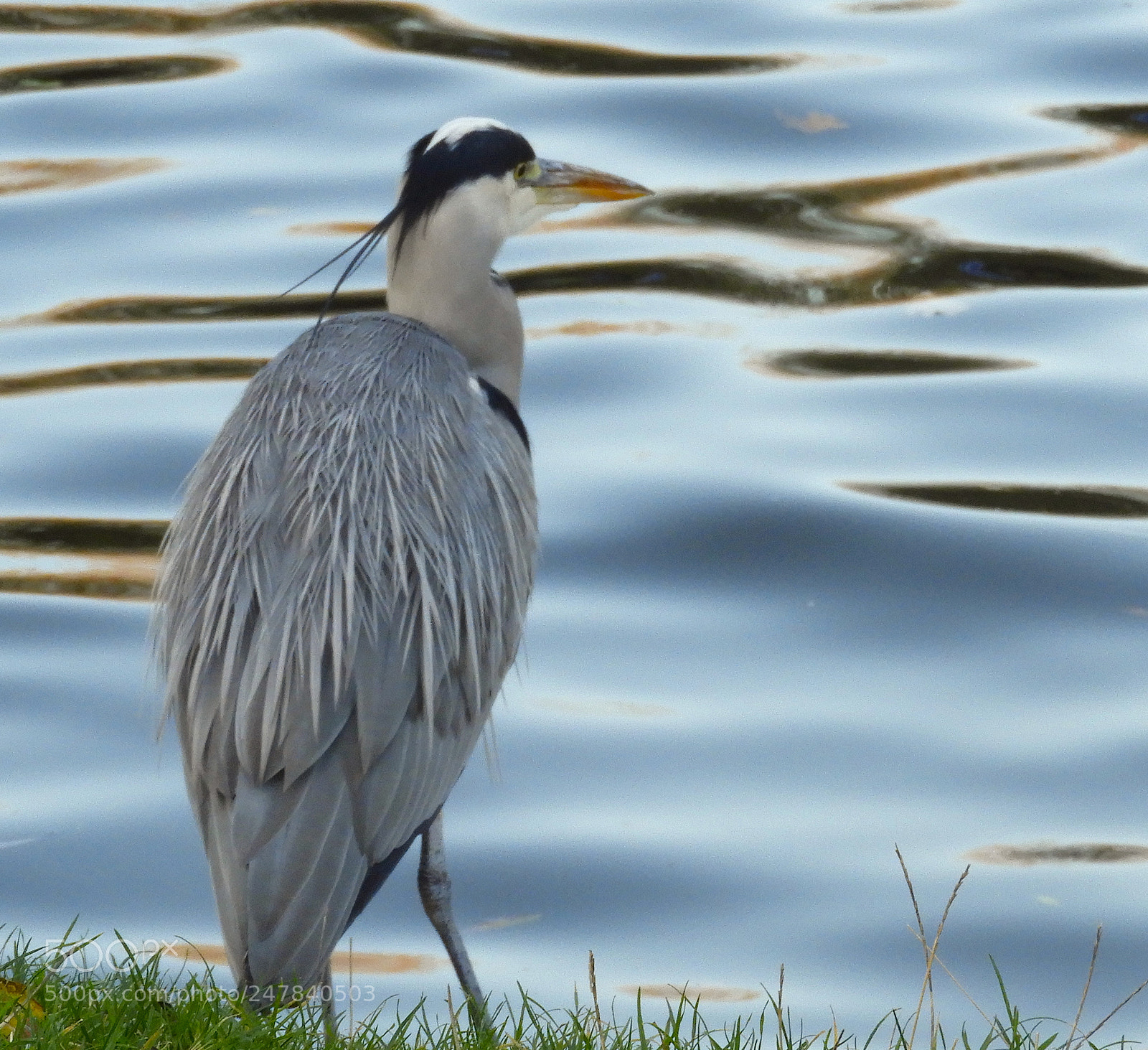 Nikon Coolpix B700 sample photo. Grey heron (ardea cinerea) photography