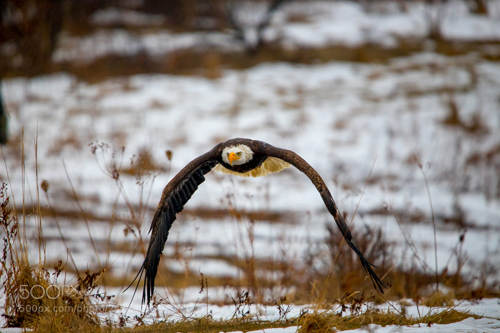 Canon EOS 6D Mark II sample photo. Bald eagle in flight photography