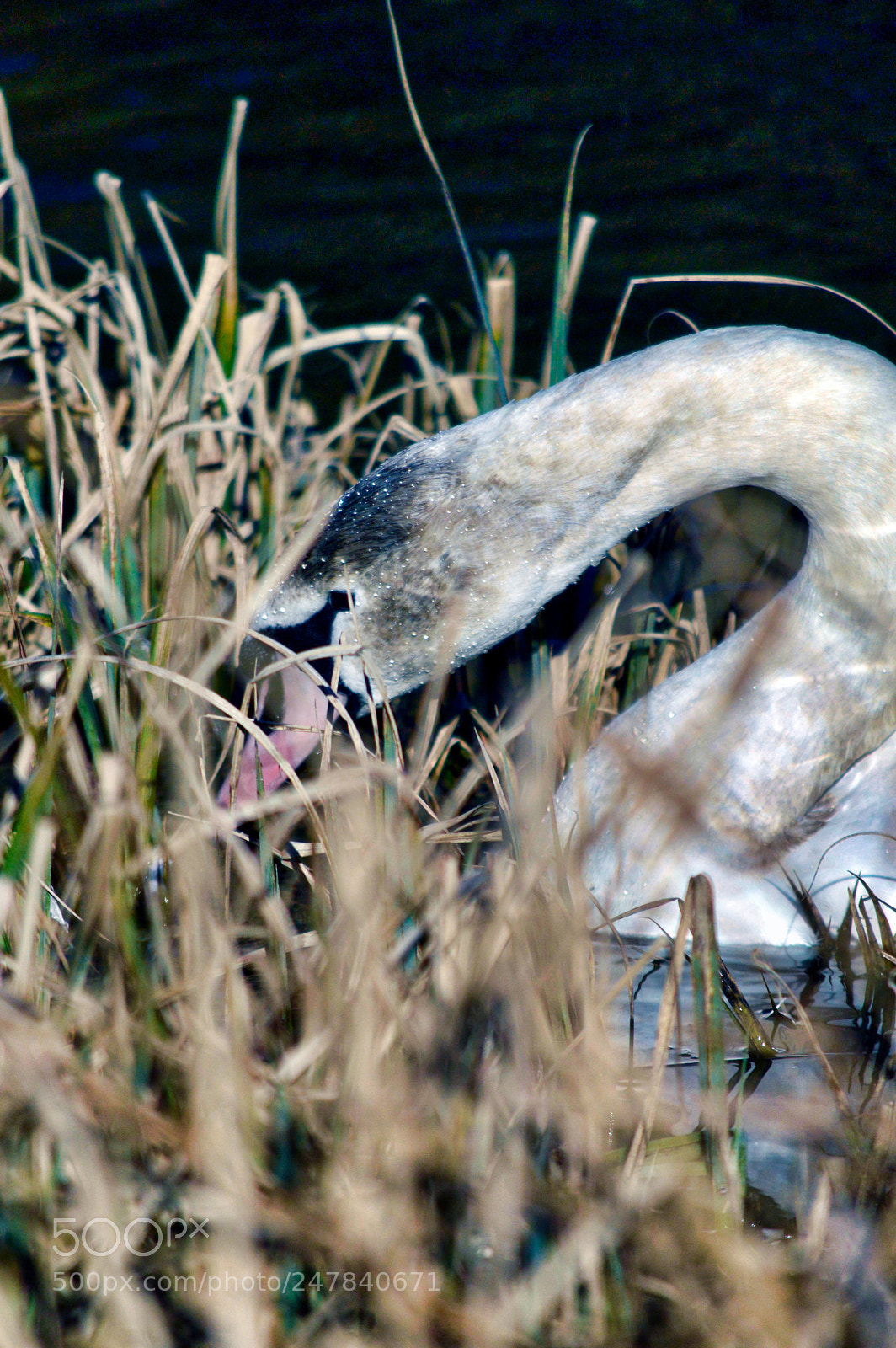Nikon D3200 sample photo. Not snow white photography