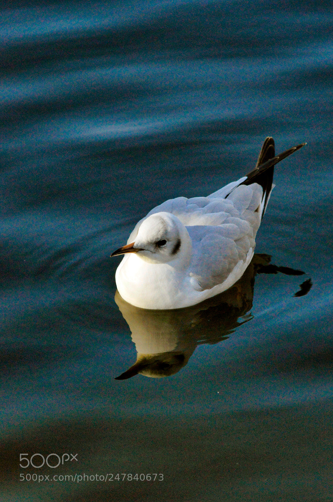 Nikon D3200 sample photo. Reflection photography