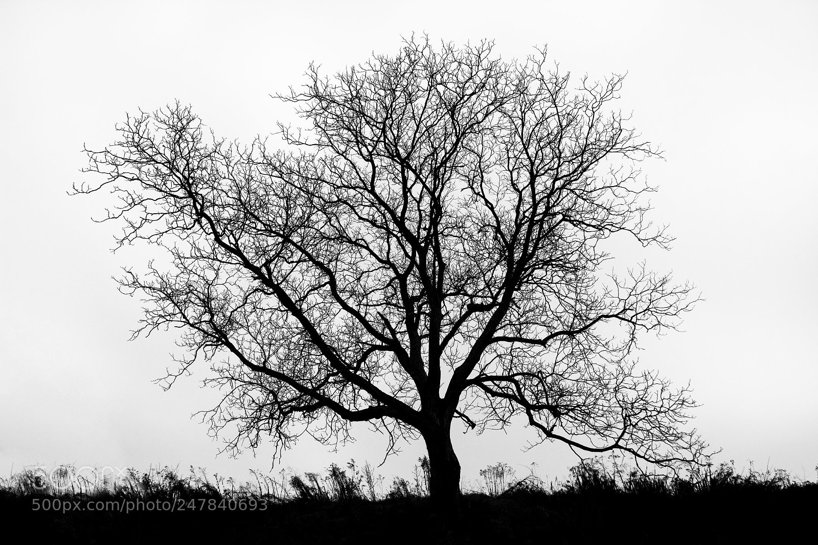 Canon EOS 600D (Rebel EOS T3i / EOS Kiss X5) sample photo. We all are rooted photography