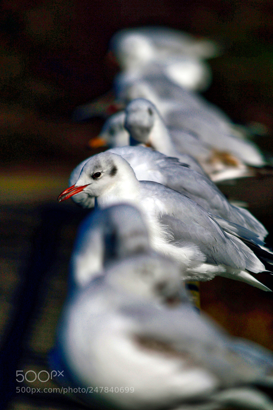 Nikon D3200 sample photo. Form a queue photography