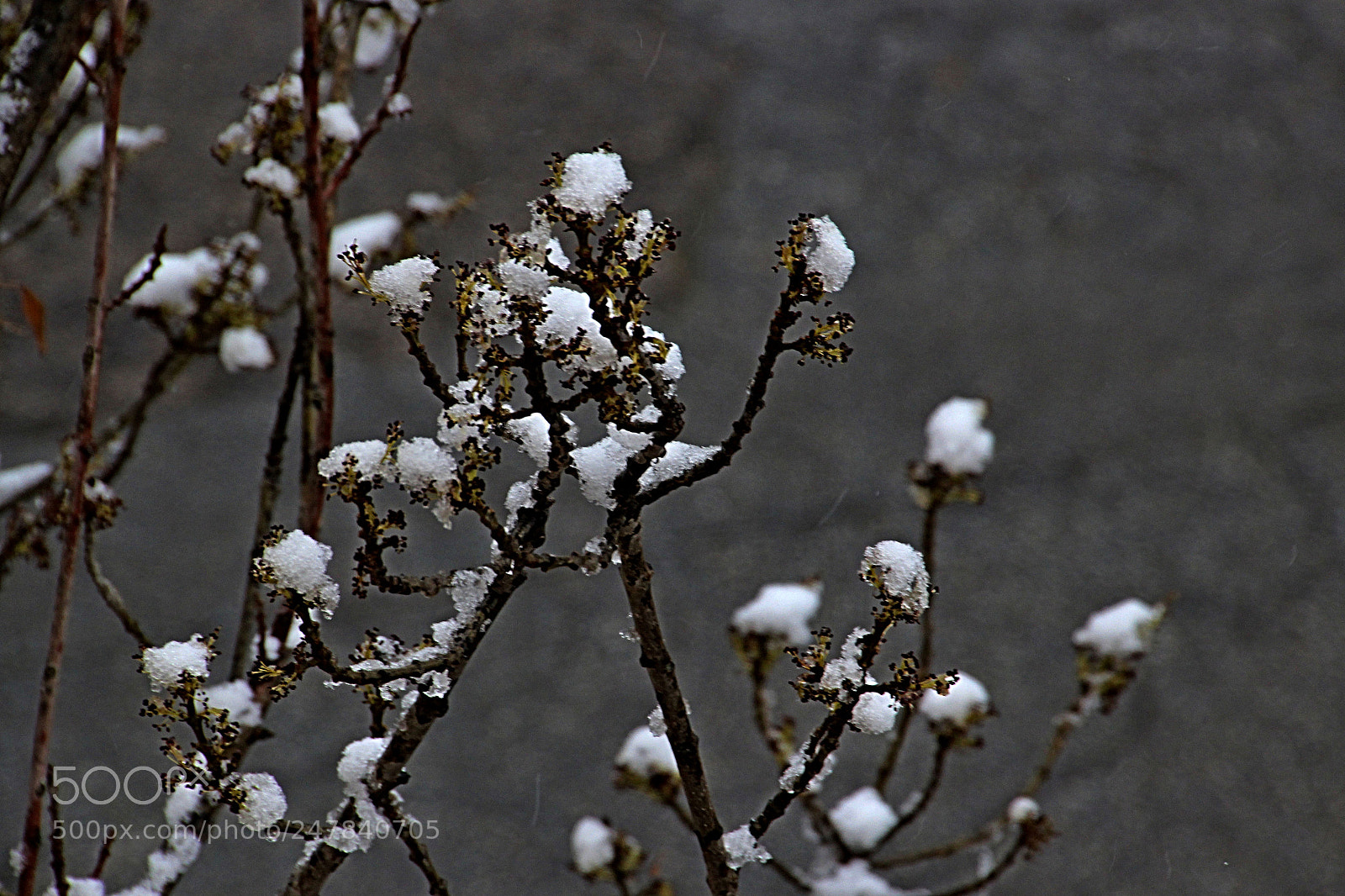 Canon EOS 600D (Rebel EOS T3i / EOS Kiss X5) sample photo. Copos de nieve photography