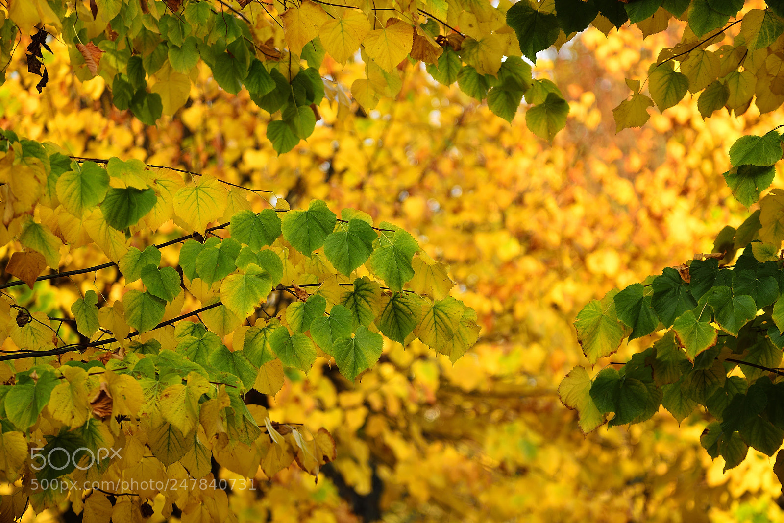 Nikon D800 sample photo. Autunno photography
