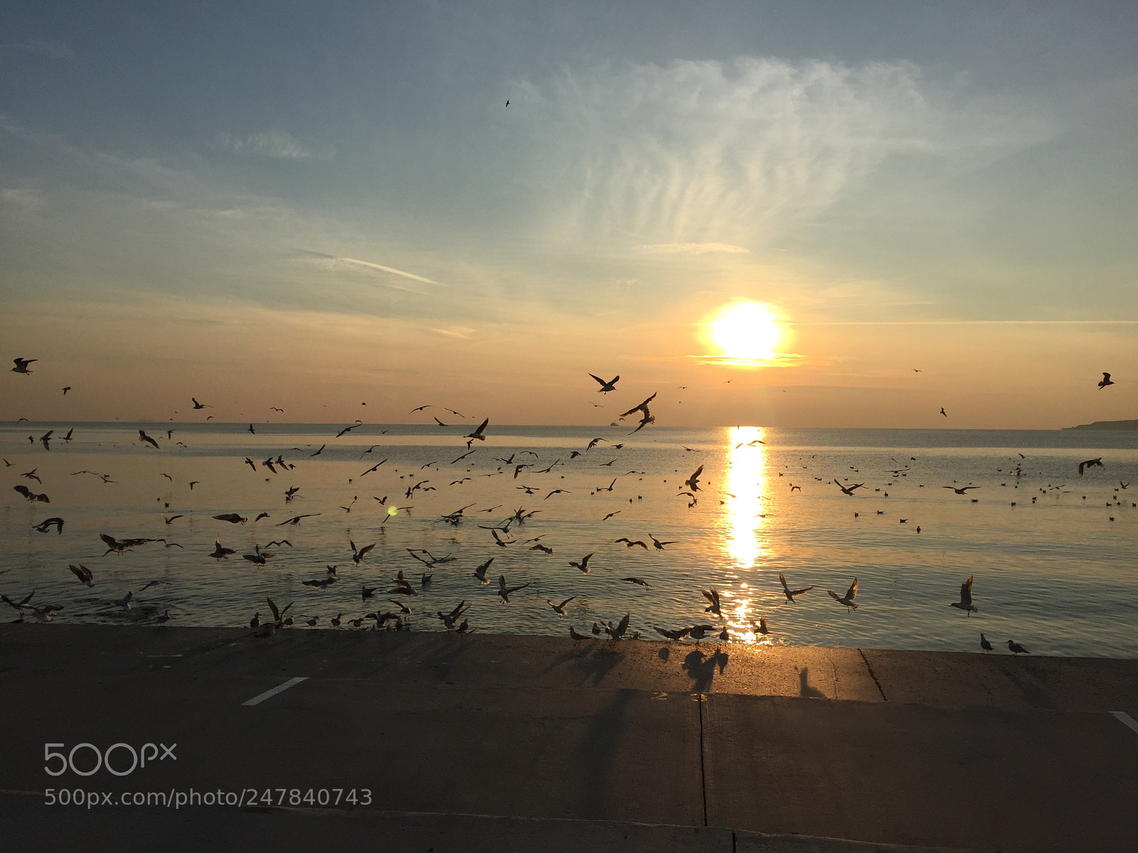 Apple iPhone 6 sample photo. Seagull photography
