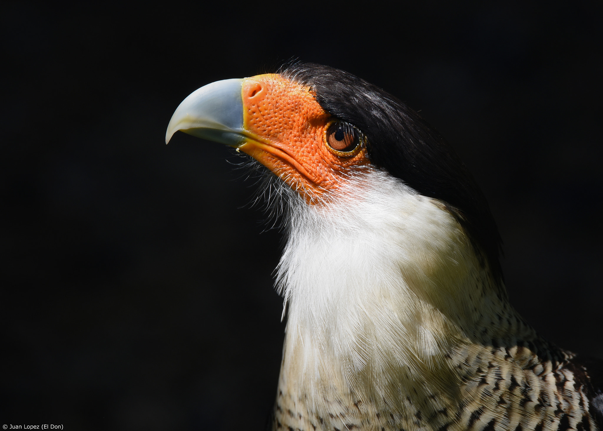 Nikon D810 sample photo. Bird..sunbath..!! photography