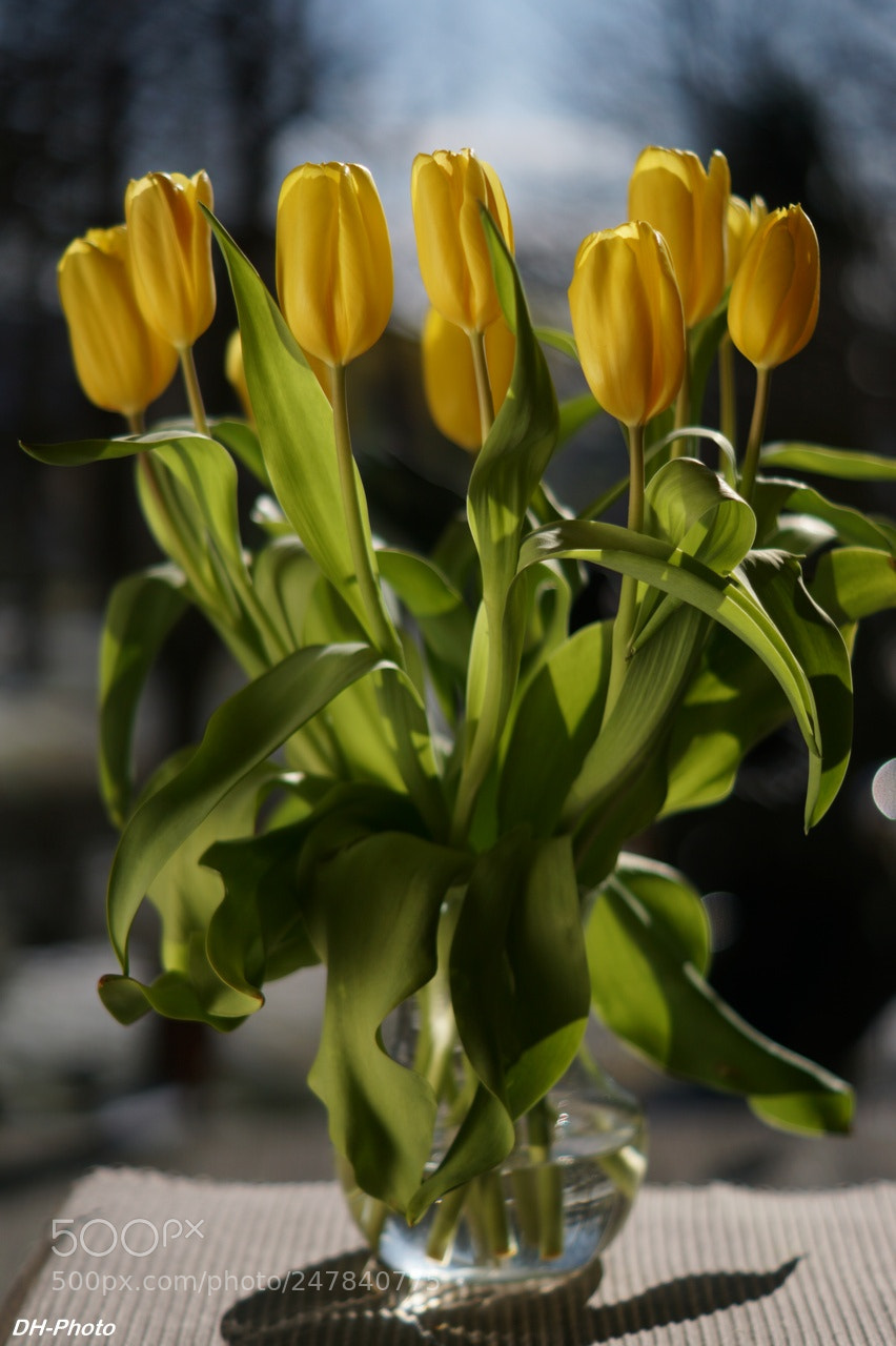 Sony ILCA-77M2 sample photo. Tulips in vase photography