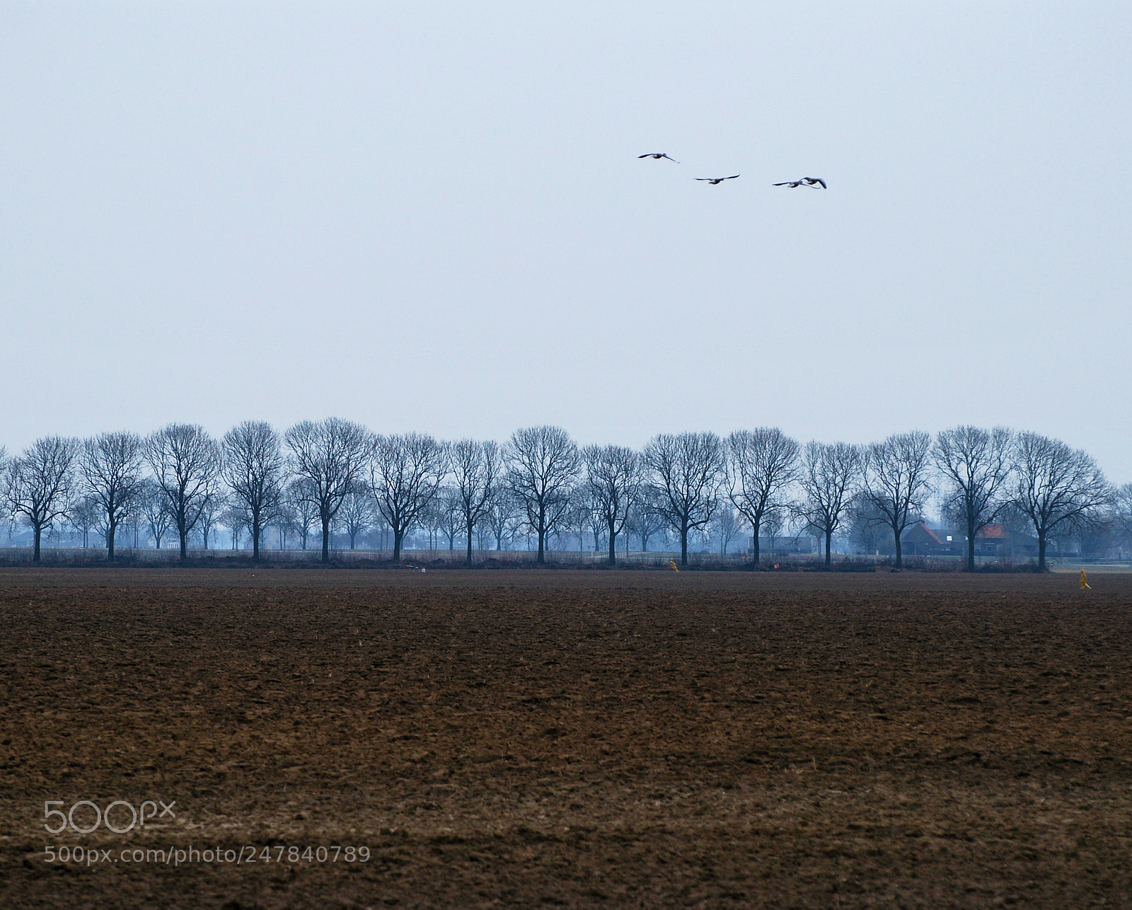 Nikon D60 sample photo. Trees in a row photography