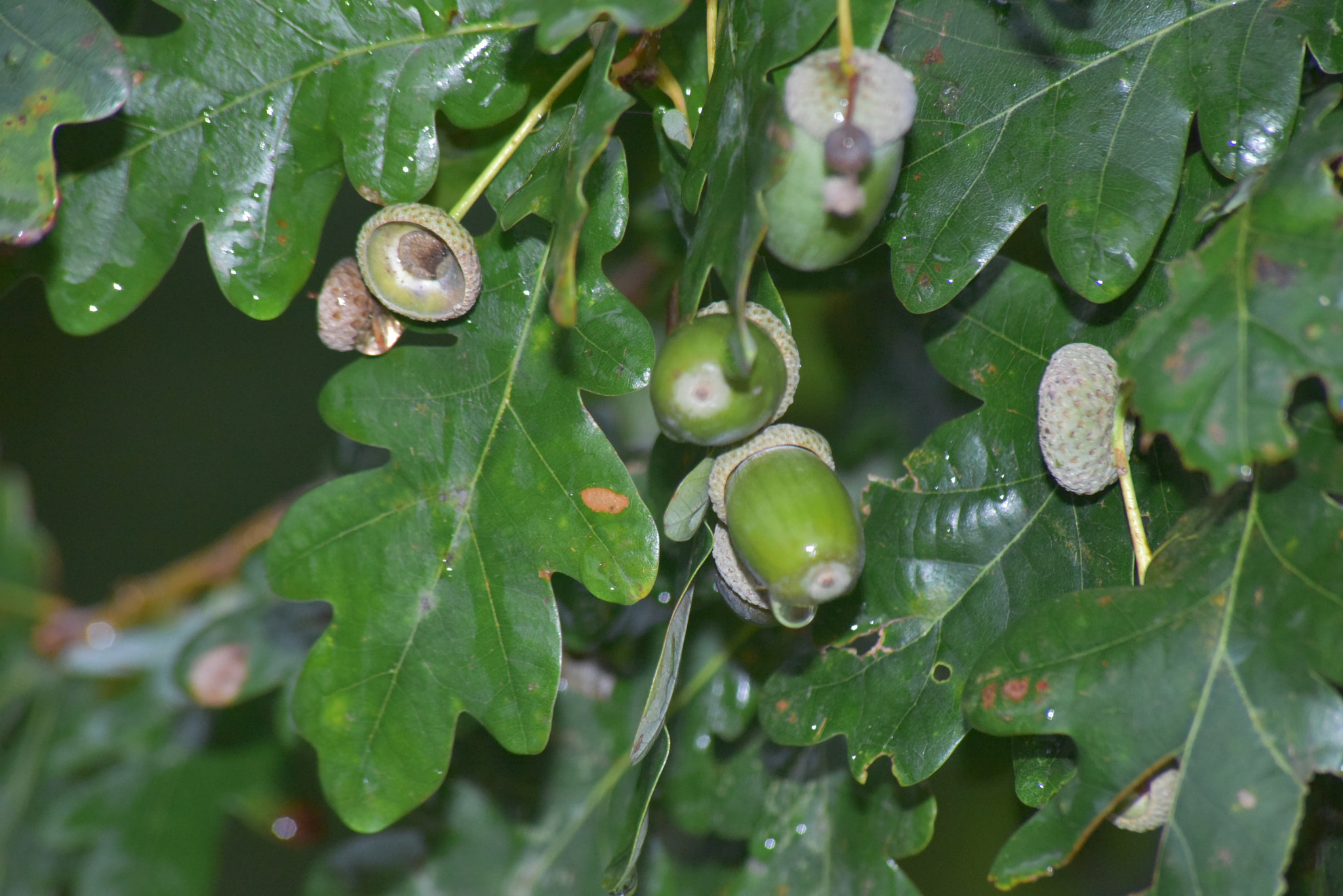 Sigma 70-300mm F4-5.6 APO DG Macro sample photo. Macro-oaks photography