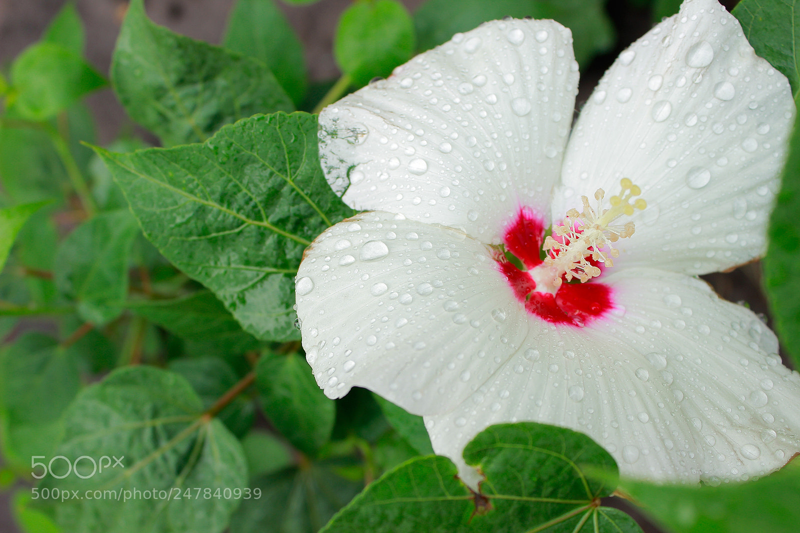 Canon EOS 600D (Rebel EOS T3i / EOS Kiss X5) sample photo. After rain photography