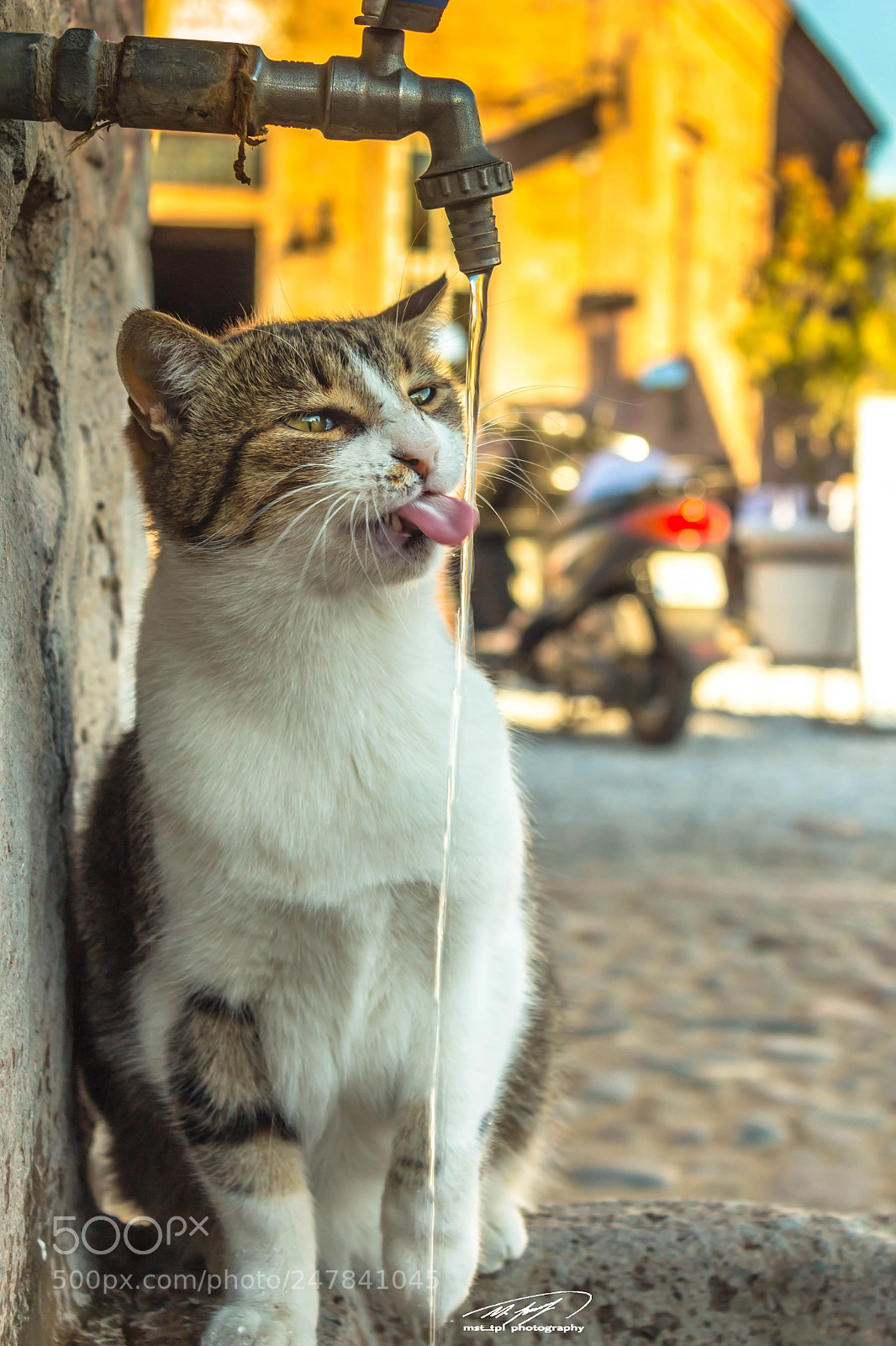 Canon EOS 650D (EOS Rebel T4i / EOS Kiss X6i) sample photo. Drinking water on cat photography