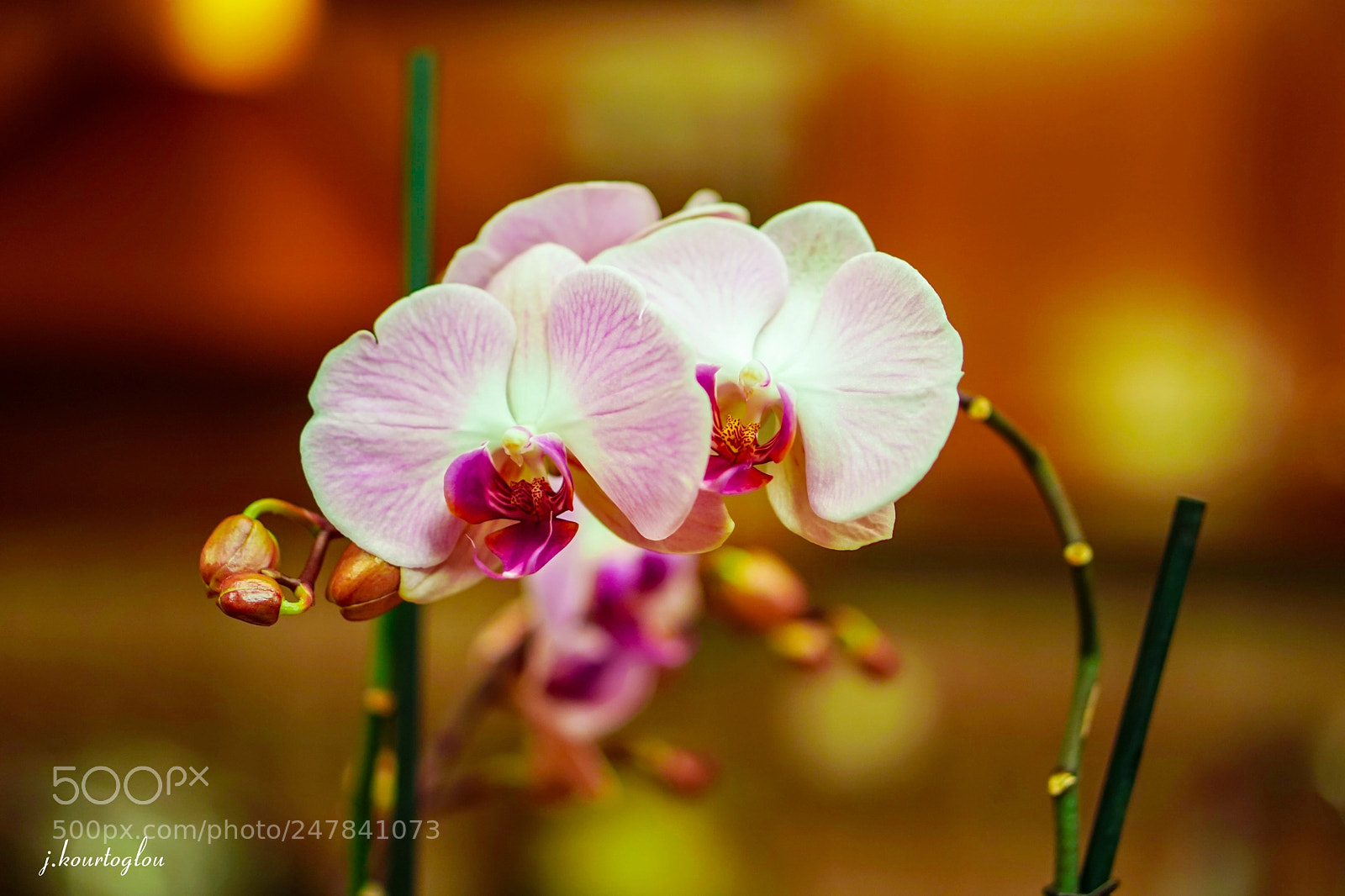 Sony a6500 sample photo. Beautiful orchid photography