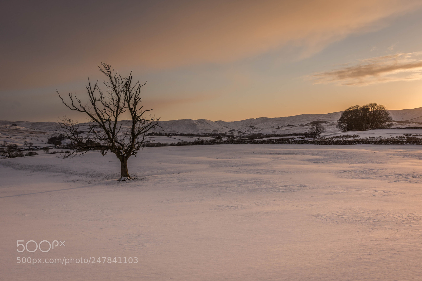 Nikon D7200 sample photo. Lonely tree photography