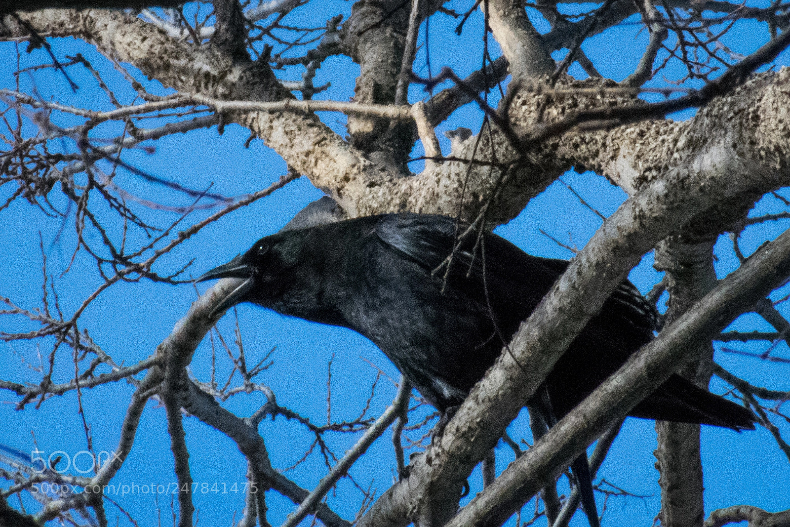 Nikon D3400 sample photo. "nevermore" photography