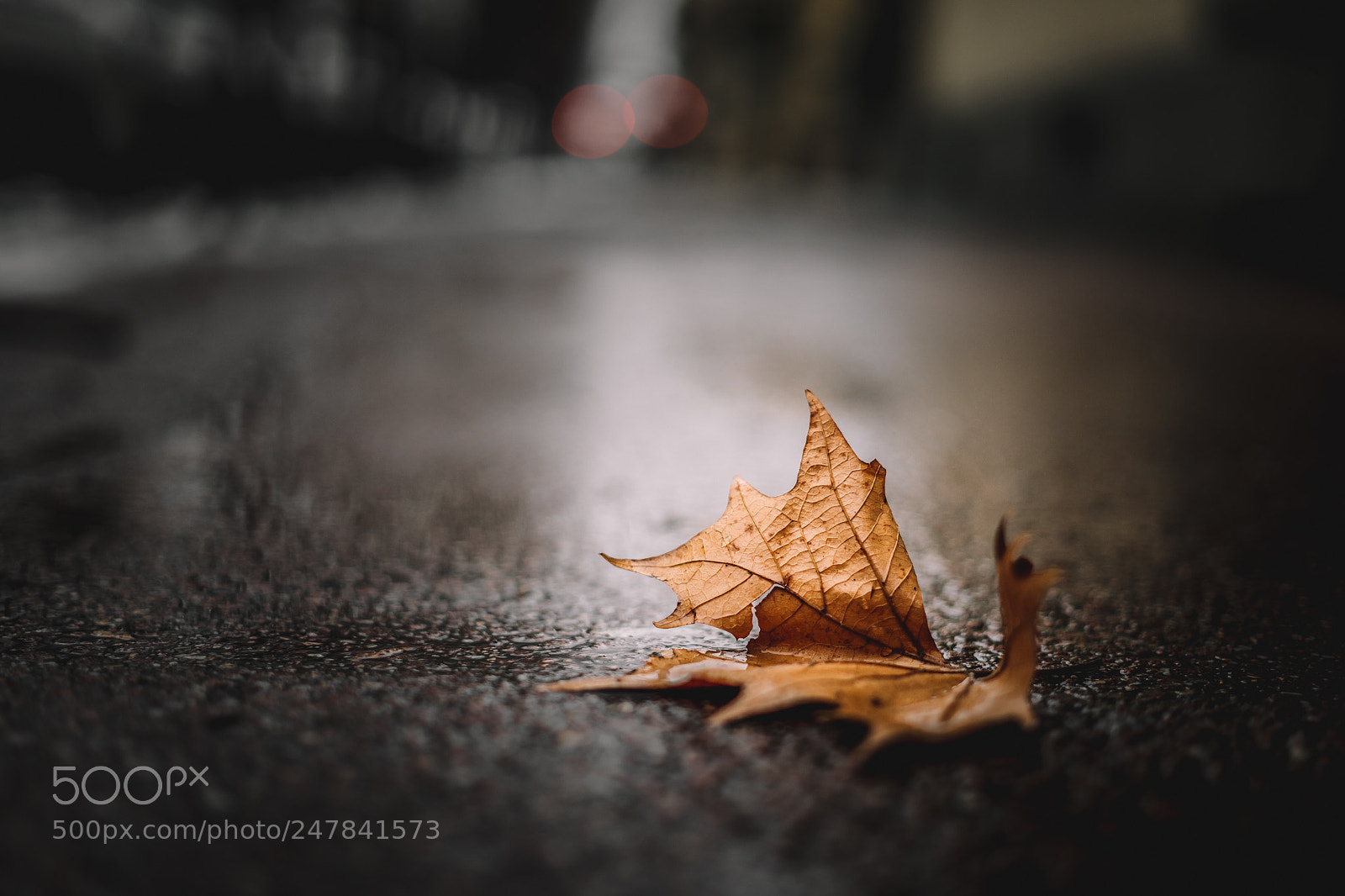 Sony a7 II sample photo. The fallen photography