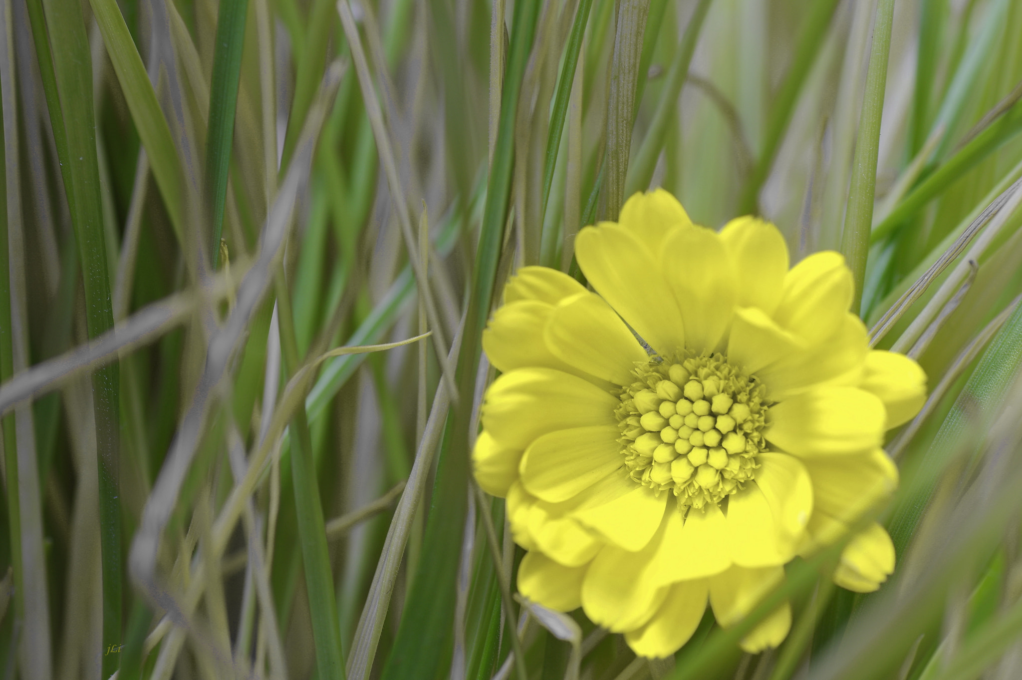 Pentax K-3 + Tamron SP AF 90mm F2.8 Di Macro sample photo. The poetry of nature : lxxv ;) photography